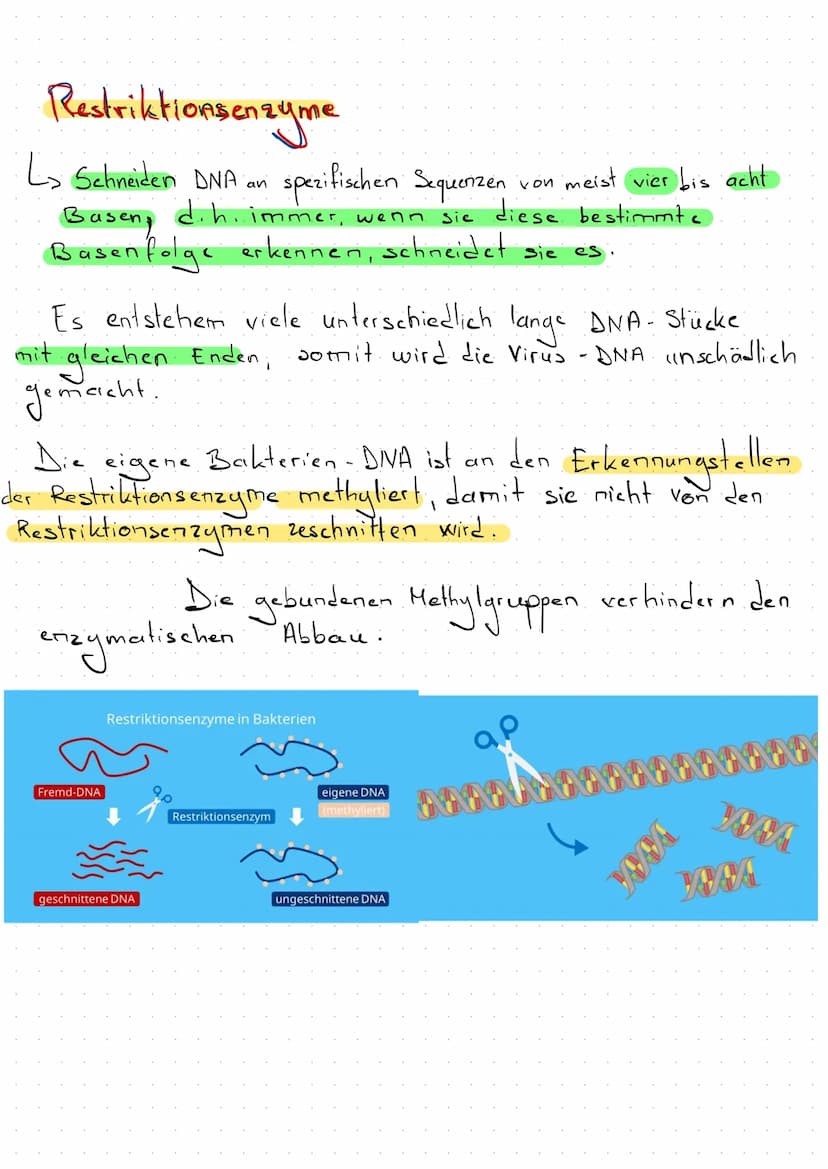 Klausur Genetik + Gentechik
Künstliche DNA- Rekombination
TOL-Plasmid
Ringförmige DNA-Stücke, die natürlicherweise zwischen
Bakterienzellen 