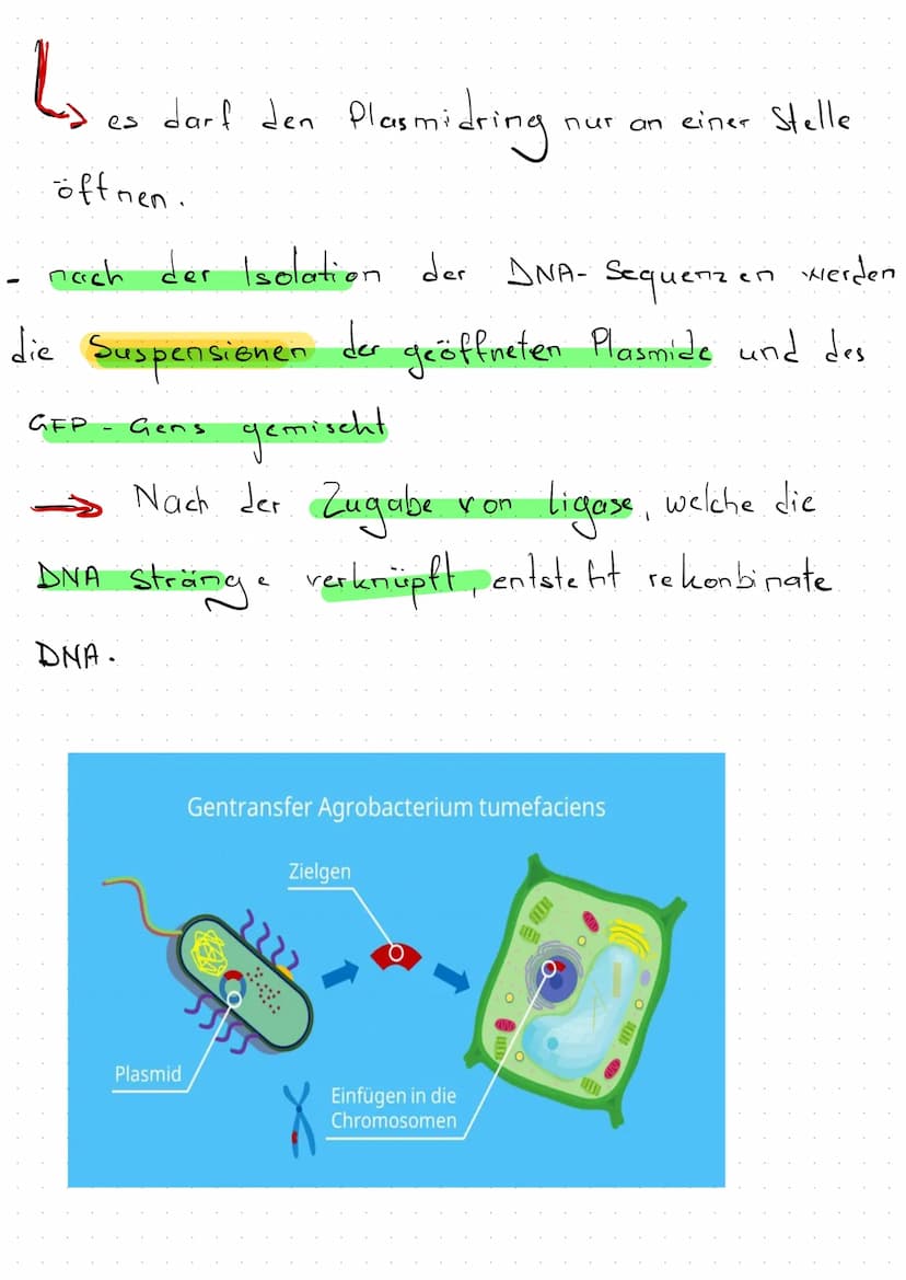 Klausur Genetik + Gentechik
Künstliche DNA- Rekombination
TOL-Plasmid
Ringförmige DNA-Stücke, die natürlicherweise zwischen
Bakterienzellen 