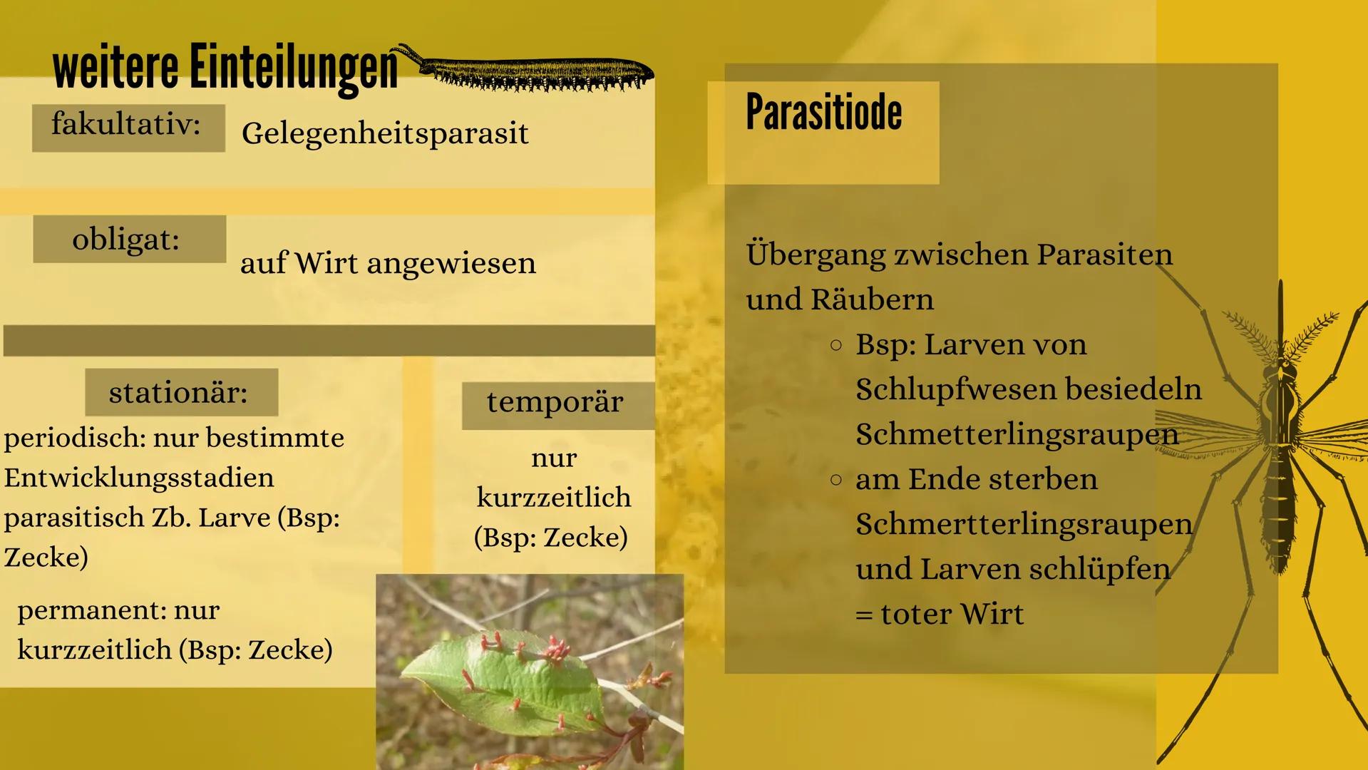 PRÄSENTATION 09/20
PARASITEN
&
SYMBIOSE
erstellt von Sarah Keller
AND THE Gliederung
• Definition der Symbiose
• besondere Einteilungen der 