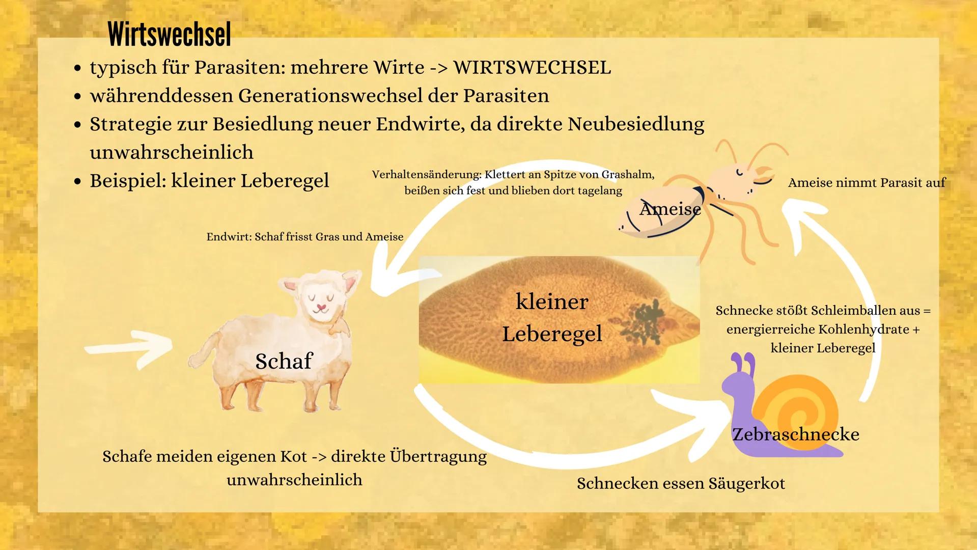 PRÄSENTATION 09/20
PARASITEN
&
SYMBIOSE
erstellt von Sarah Keller
AND THE Gliederung
• Definition der Symbiose
• besondere Einteilungen der 