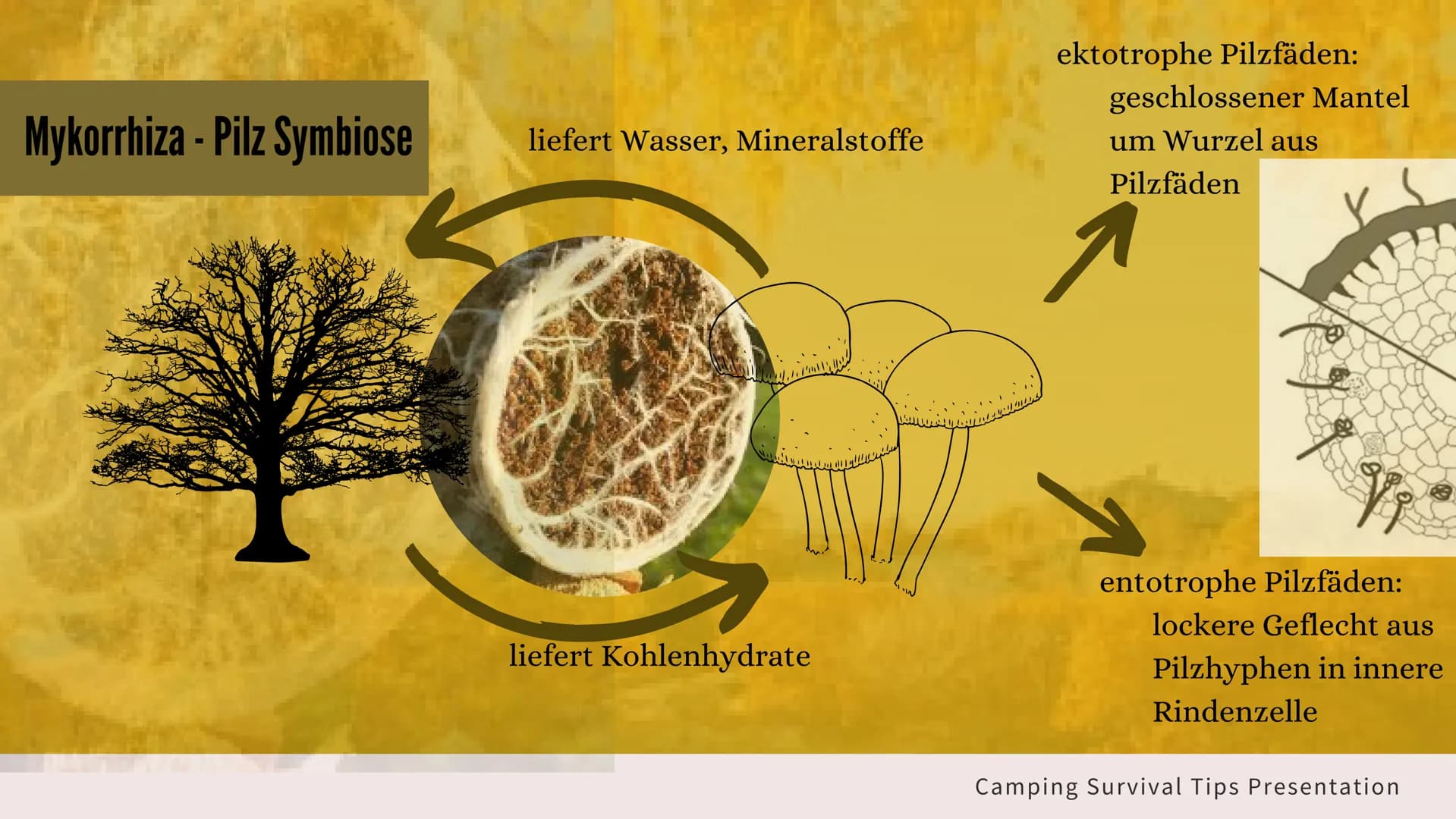 PRÄSENTATION 09/20
PARASITEN
&
SYMBIOSE
erstellt von Sarah Keller
AND THE Gliederung
• Definition der Symbiose
• besondere Einteilungen der 