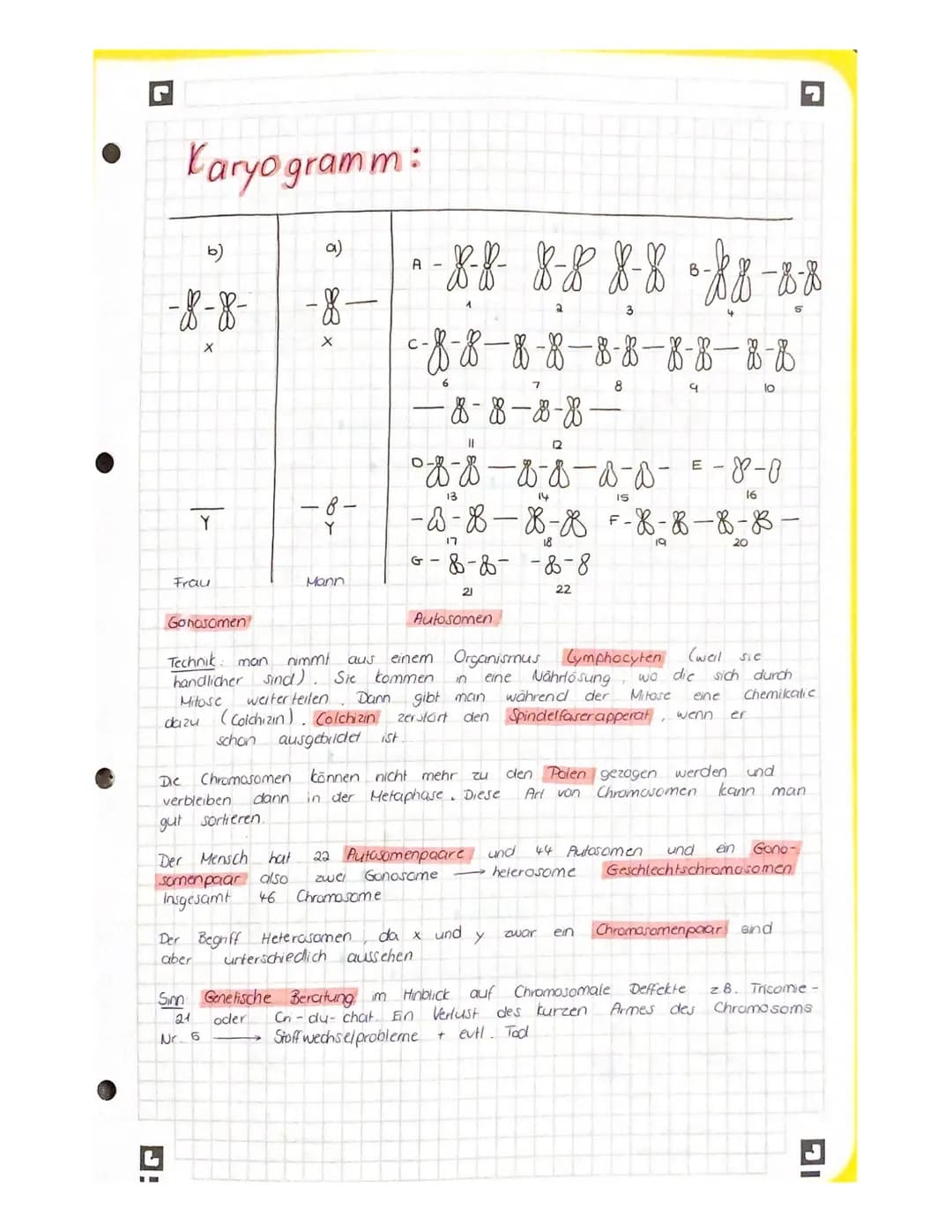 r
Karyogramm:
b)
-8-8-
x
X
Y
Frau
dazu
Gonosomen
-8-
X
-8-
Y
Der Mensch hat
somenpaar also
Insgesamt
46
Nr. 6
Mann
A -
-8-8-8-8-8-8³-88-8-8
