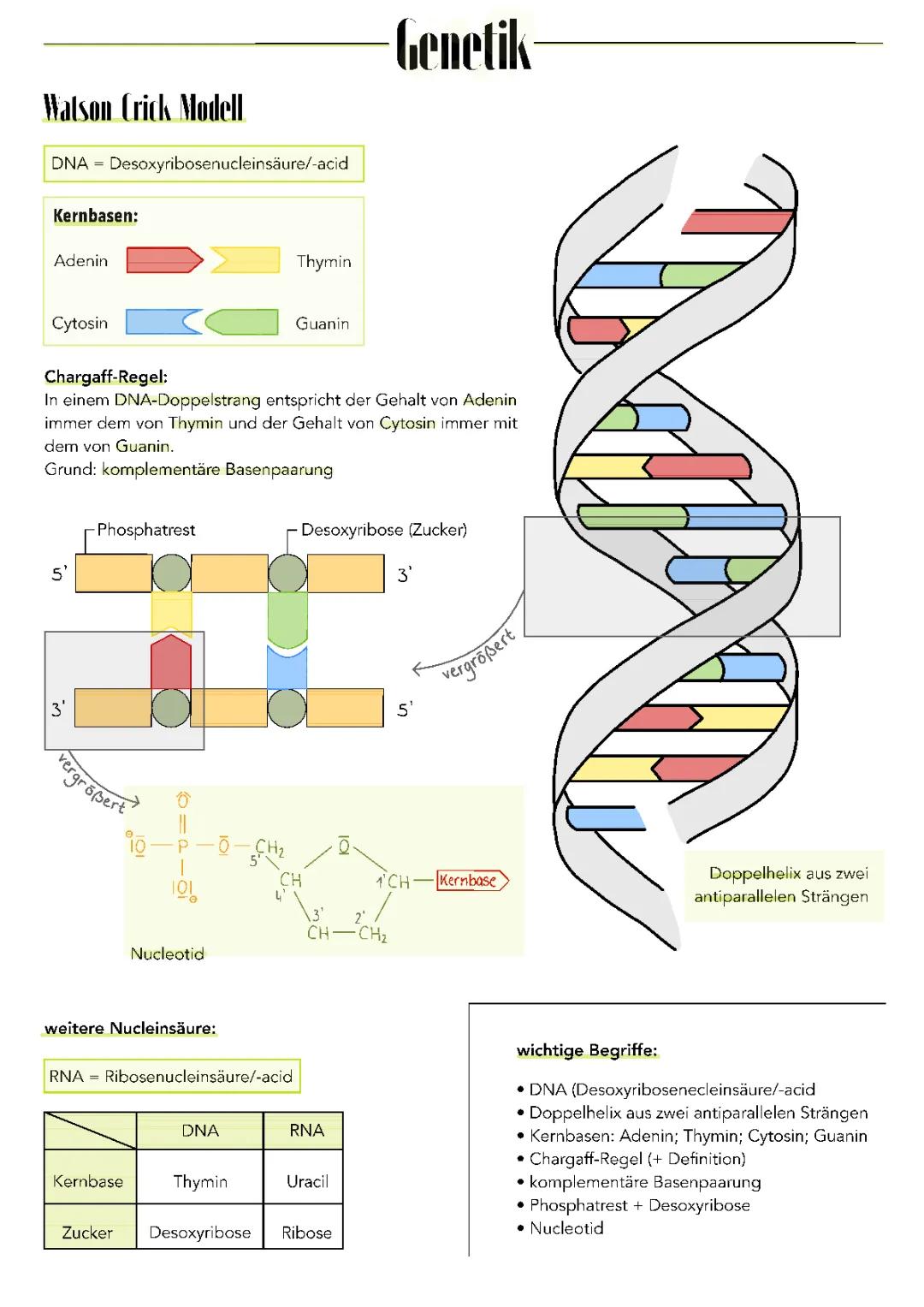 Watson-Crick-Modell der DNA 