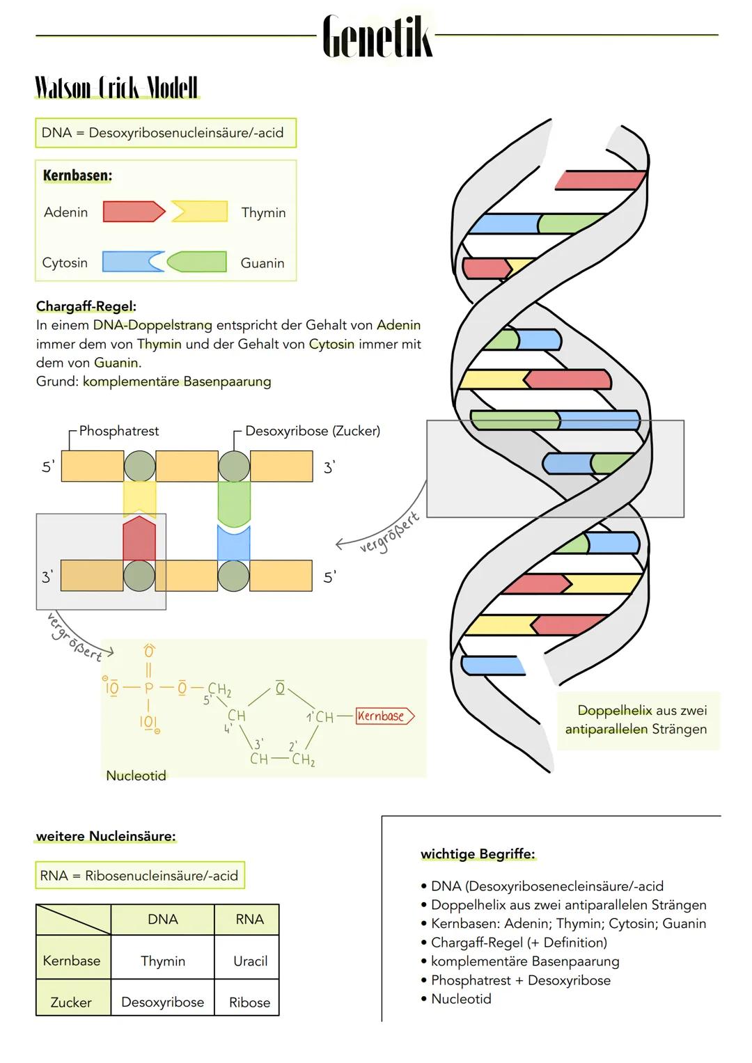 Watson Crick Modell.
DNA = Desoxyribosenucleinsäure/-acid
Kernbasen:
Adenin
Cytosin
5
یں
Chargaff-Regel:
In einem DNA-Doppelstrang entsprich