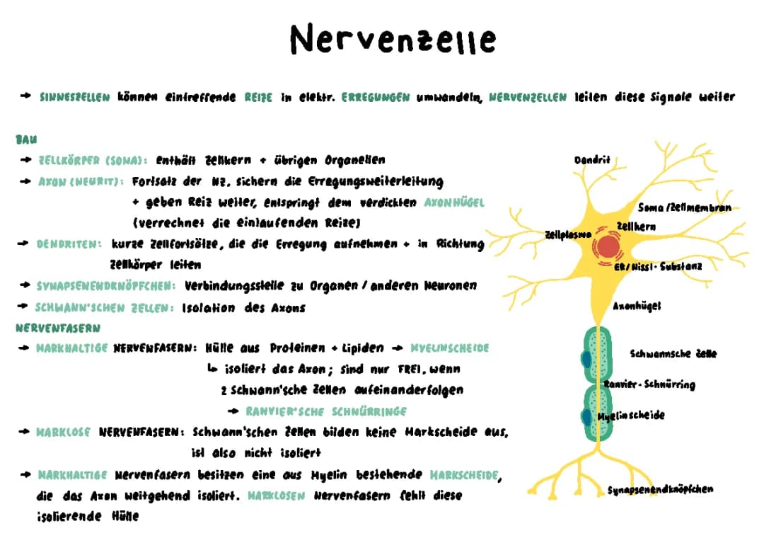 ABI Zusammenfassung Nervensystem