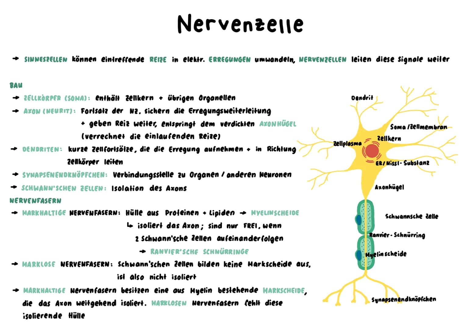 Nervenzelle
→ SINNESZELLEN können eintreffende REIZE in elektr. ERREGUNGEN umwandeln, NERVENZELLEN leiten diese signale weiter
BAU
ZELLKORPE