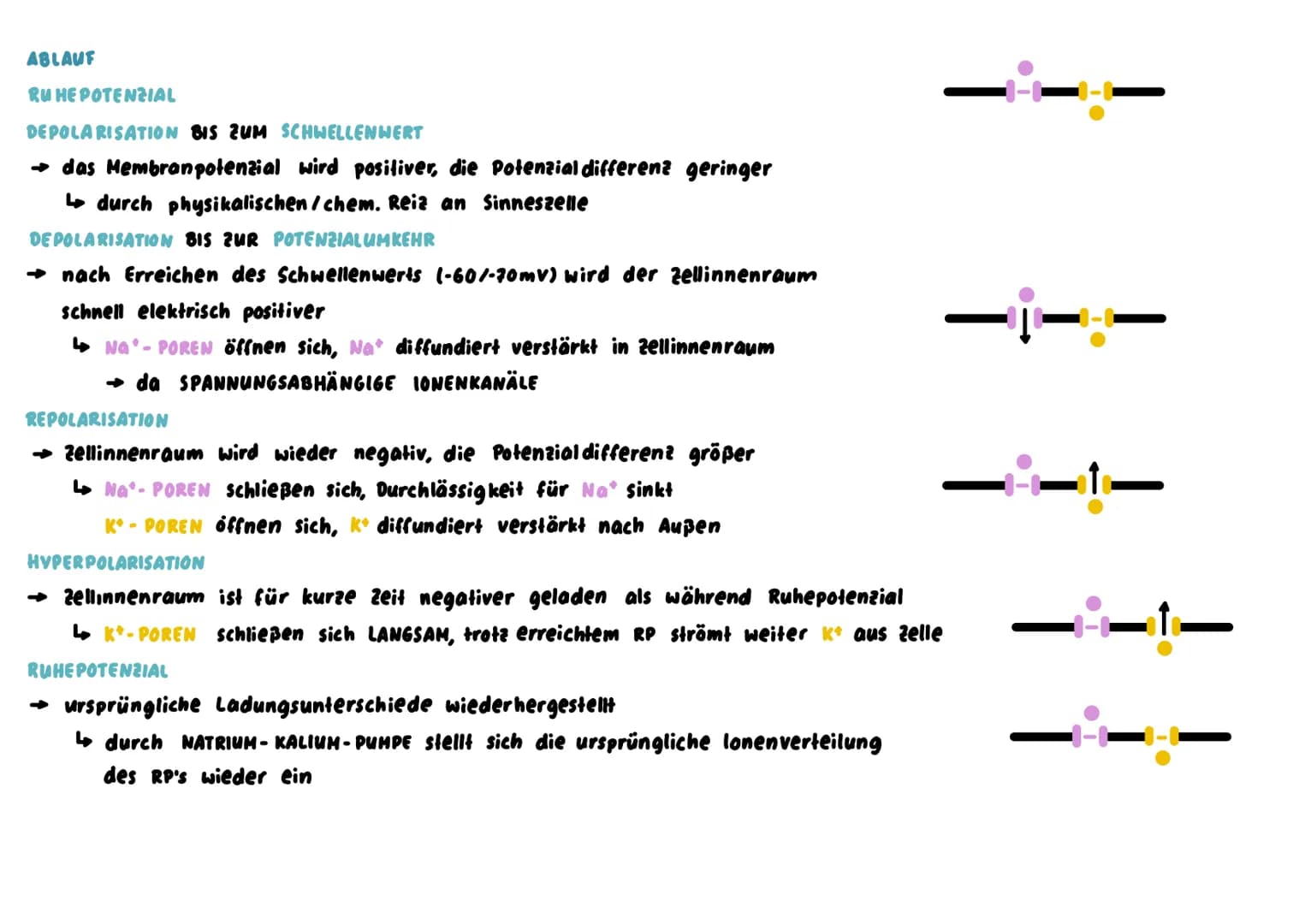 Nervenzelle
→ SINNESZELLEN können eintreffende REIZE in elektr. ERREGUNGEN umwandeln, NERVENZELLEN leiten diese signale weiter
BAU
ZELLKORPE