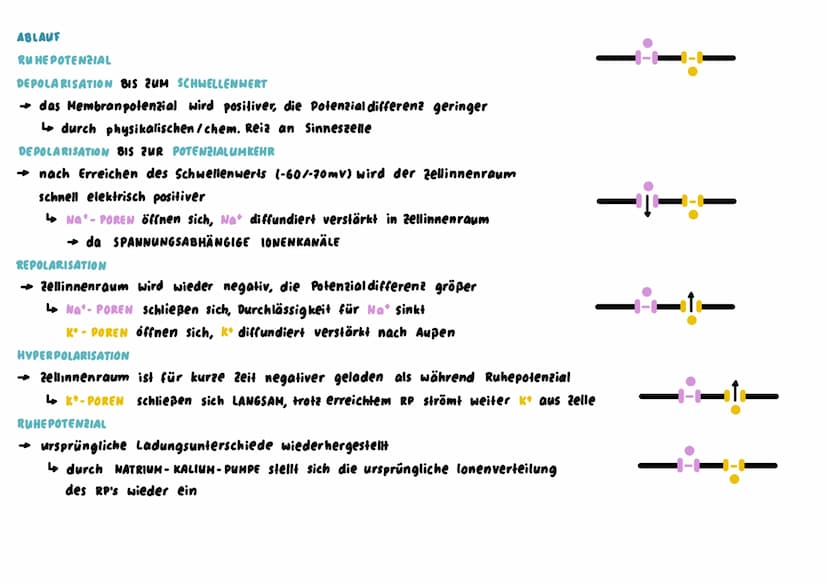 Nervenzelle
→ SINNESZELLEN können eintreffende REIZE in elektr. ERREGUNGEN umwandeln, NERVENZELLEN leiten diese signale weiter
BAU
ZELLKORPE