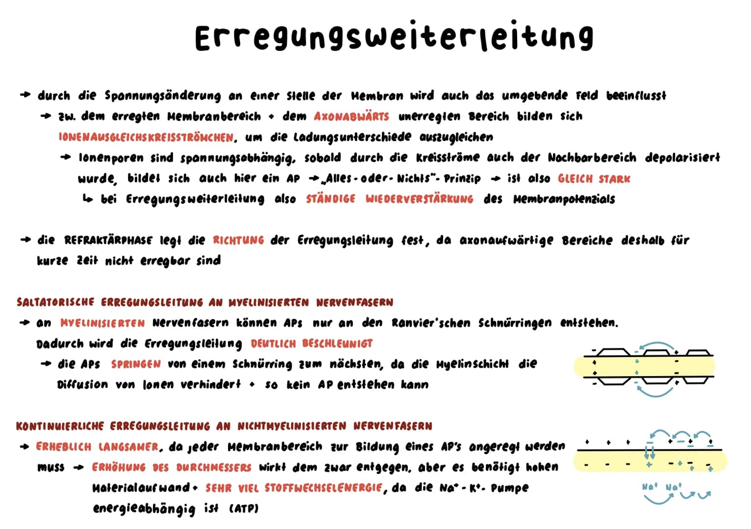Nervenzelle
→ SINNESZELLEN können eintreffende REIZE in elektr. ERREGUNGEN umwandeln, NERVENZELLEN leiten diese signale weiter
BAU
ZELLKORPE