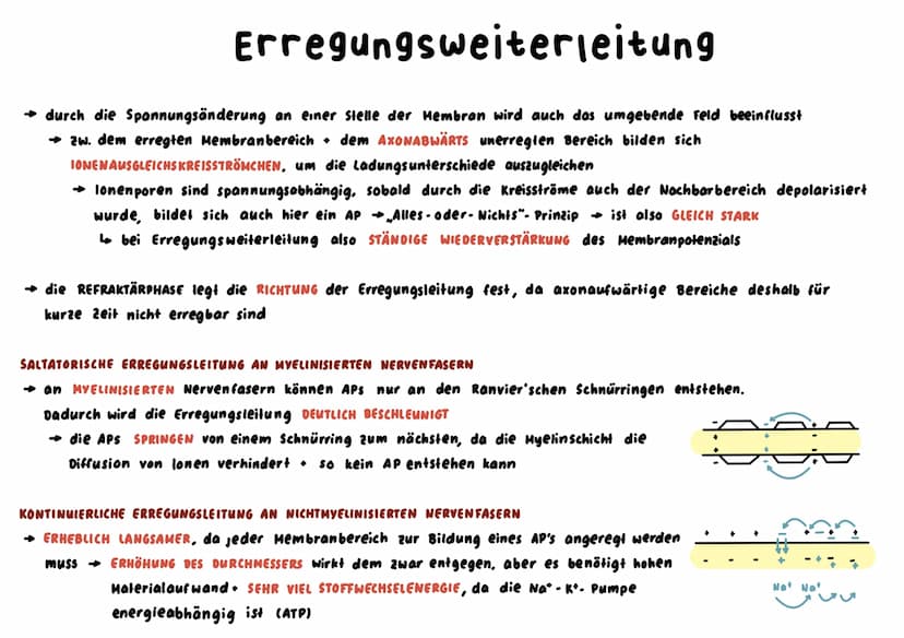Nervenzelle
→ SINNESZELLEN können eintreffende REIZE in elektr. ERREGUNGEN umwandeln, NERVENZELLEN leiten diese signale weiter
BAU
ZELLKORPE