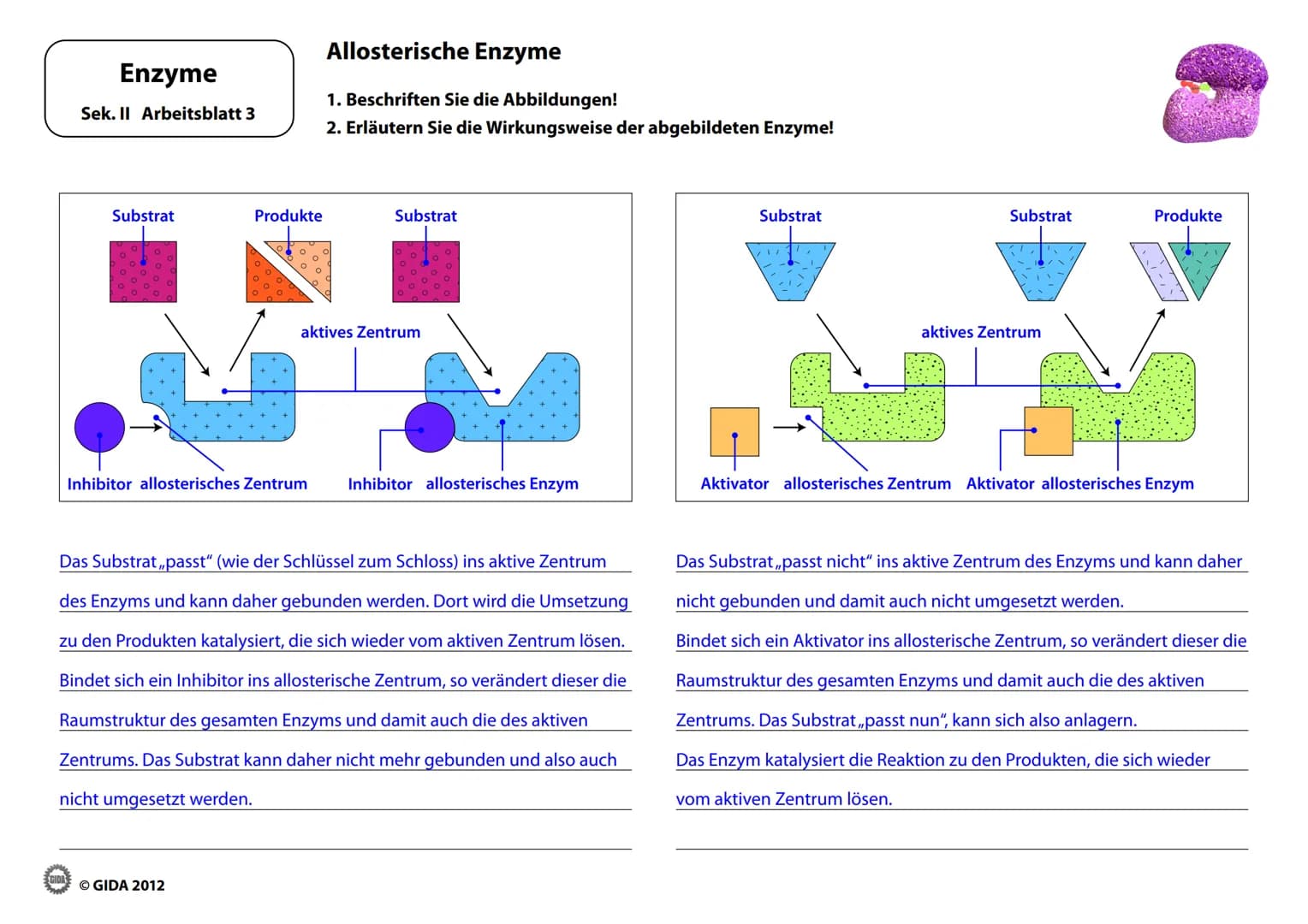 Energieinhalt
Enzyme
Sek. II Arbeitsblatt 1
A+B
Energiediagramm chemischer Reaktionen ohne und mit Katalysator
1. Zeichnen Sie die Kurvenver