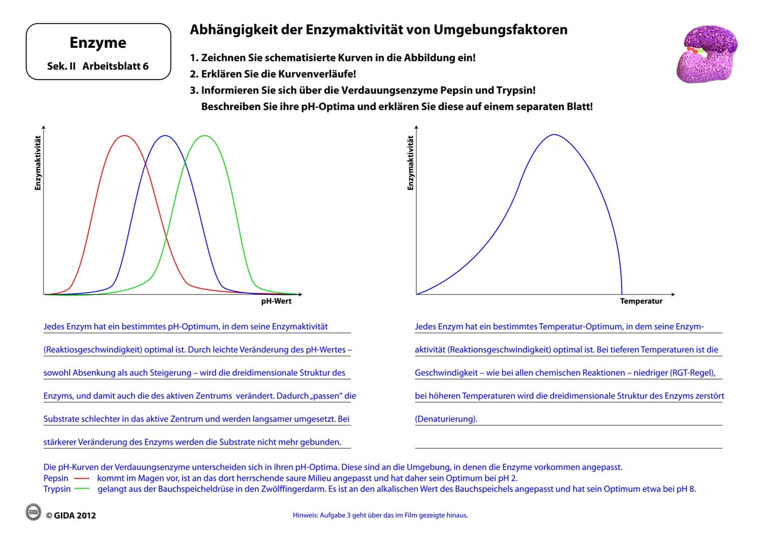 Energieinhalt
Enzyme
Sek. II Arbeitsblatt 1
A+B
Energiediagramm chemischer Reaktionen ohne und mit Katalysator
1. Zeichnen Sie die Kurvenver