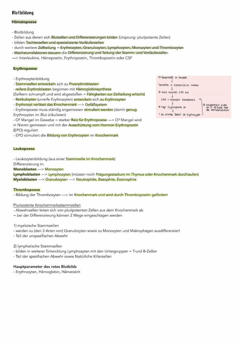 Bestandteile des Bluts
Serum
(Blutplasma
ohne
Fibrinogen)
Wasser
Blutplasma
(Blutflüssigkeit)
Fibrinogen
(Gerinnungsstoff)
geloste Stoffe
Pr