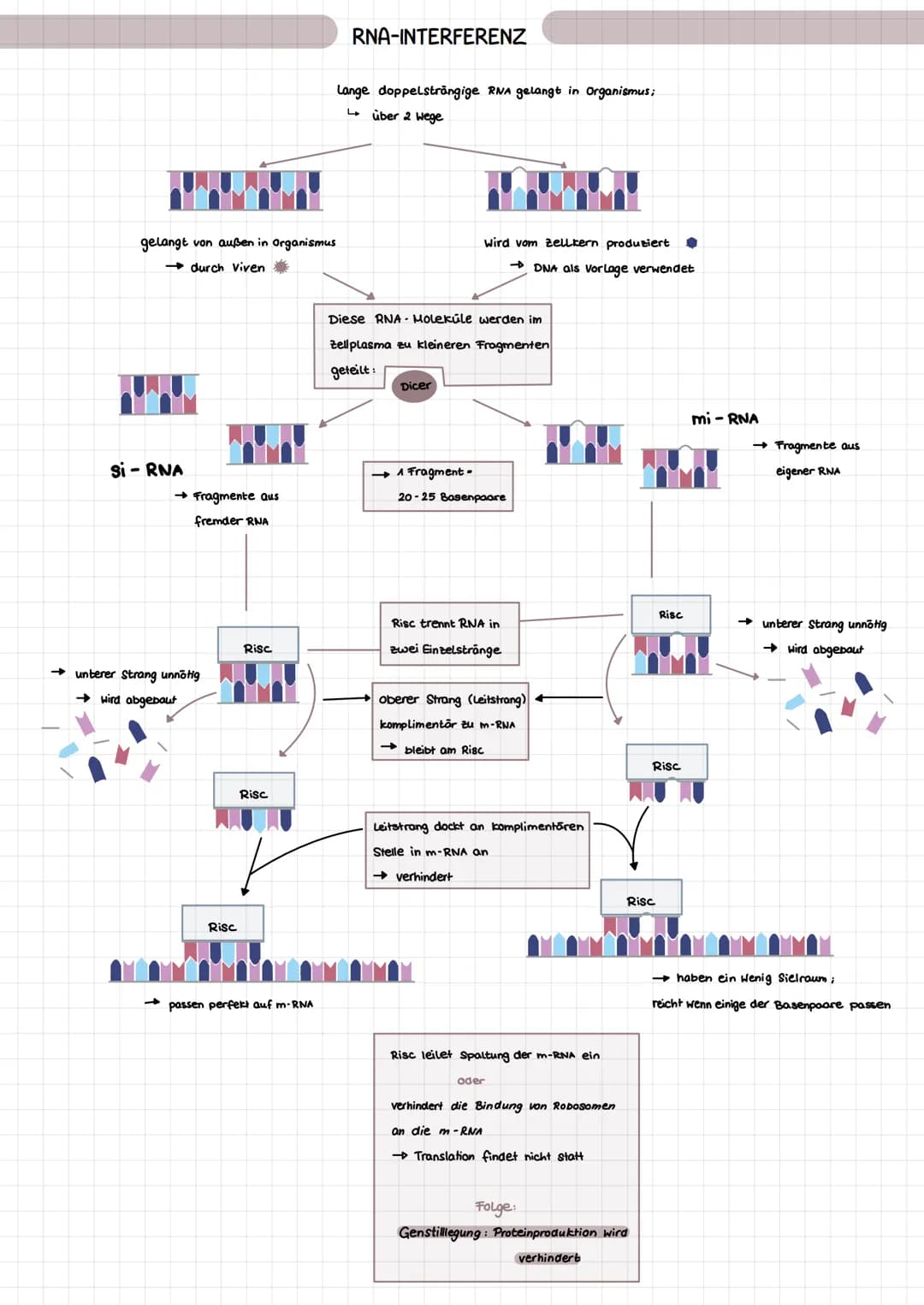 →
gelangt von außen in Organismus
durch Viven
Si-RNA
→ Fragmente aus
fremder RNA
unterer Strang unnötig
→wird abgebaut
Risc
Risc
Risc
passen