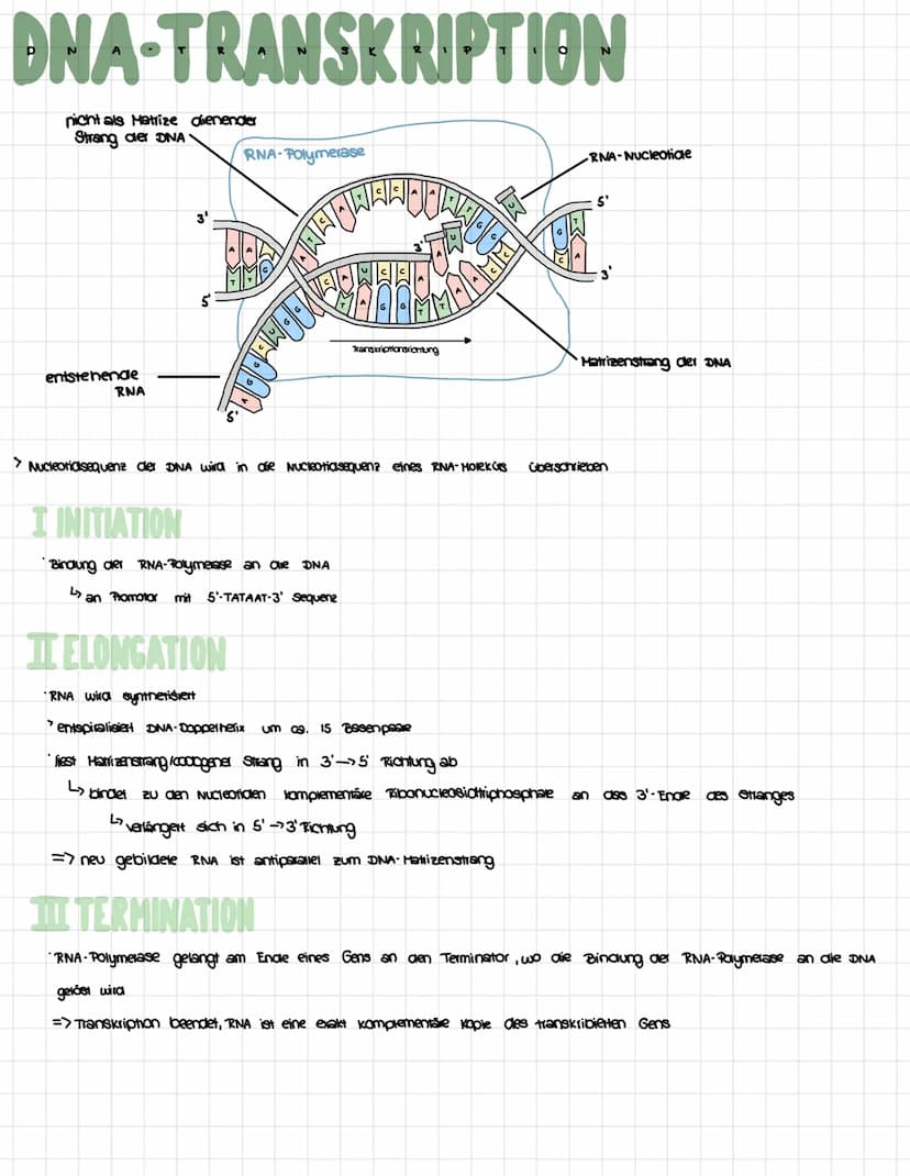 AUFBAU DER DNA.…...
3' Ende
****
6
5' Endle
5 und 3' Endle
Enden der DNA-Einzelstränge
Desoxyribose
Doppelnelix
•Spirale aus DNA -Strängen
3