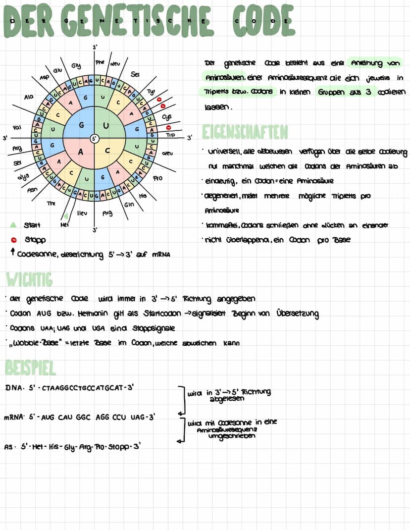 AUFBAU DER DNA.…...
3' Ende
****
6
5' Endle
5 und 3' Endle
Enden der DNA-Einzelstränge
Desoxyribose
Doppelnelix
•Spirale aus DNA -Strängen
3