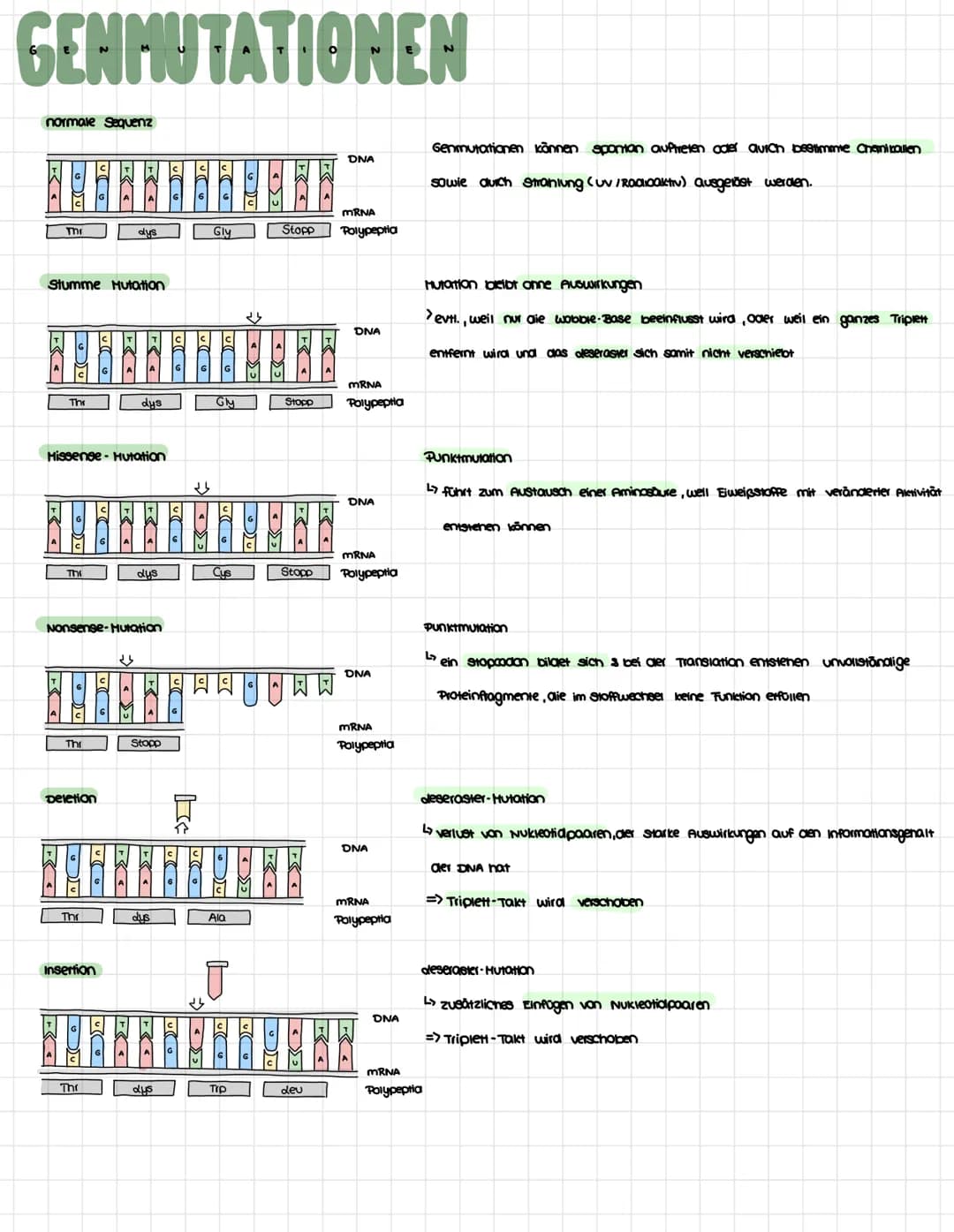 AUFBAU DER DNA.…...
3' Ende
****
6
5' Endle
5 und 3' Endle
Enden der DNA-Einzelstränge
Desoxyribose
Doppelnelix
•Spirale aus DNA -Strängen
3