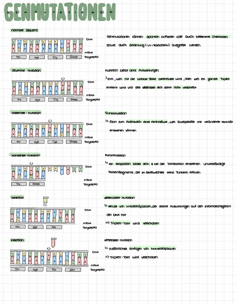 AUFBAU DER DNA.…...
3' Ende
****
6
5' Endle
5 und 3' Endle
Enden der DNA-Einzelstränge
Desoxyribose
Doppelnelix
•Spirale aus DNA -Strängen
3