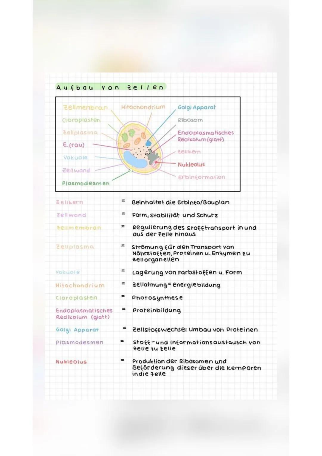 Aufbau von Zellen
Zellmenbran Hitochondrium
Cloroplasten
tellplasma
E. (rau)
Vakuole
Zellwand
Plasmodesmen
Zelikern
Zellwand
Zellmembran
Zel