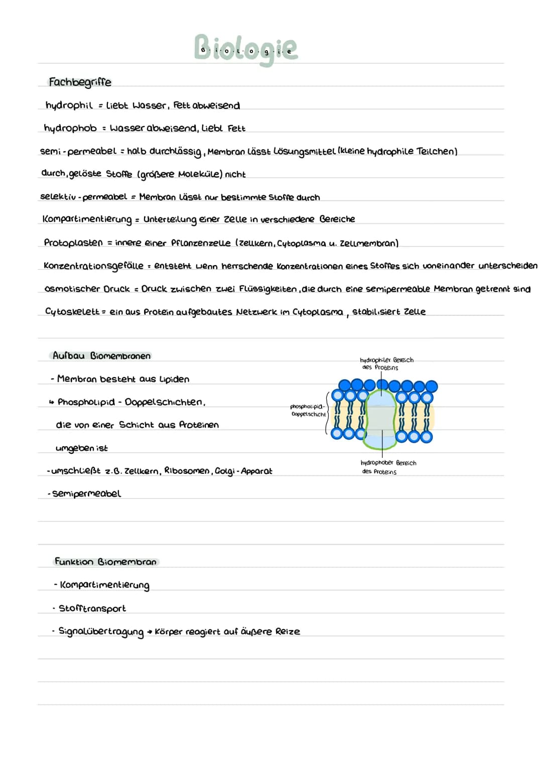 Fachbegriffe
hydrophil liebt Wasser, Fett abweisend
hydrophob Wasser abweisend, Liebl Fett
semi-permeabel = halb durchlässig, Membran lässt 