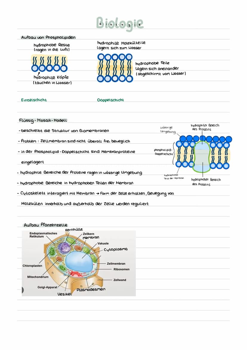 Fachbegriffe
hydrophil liebt Wasser, Fett abweisend
hydrophob Wasser abweisend, Liebl Fett
semi-permeabel = halb durchlässig, Membran lässt 