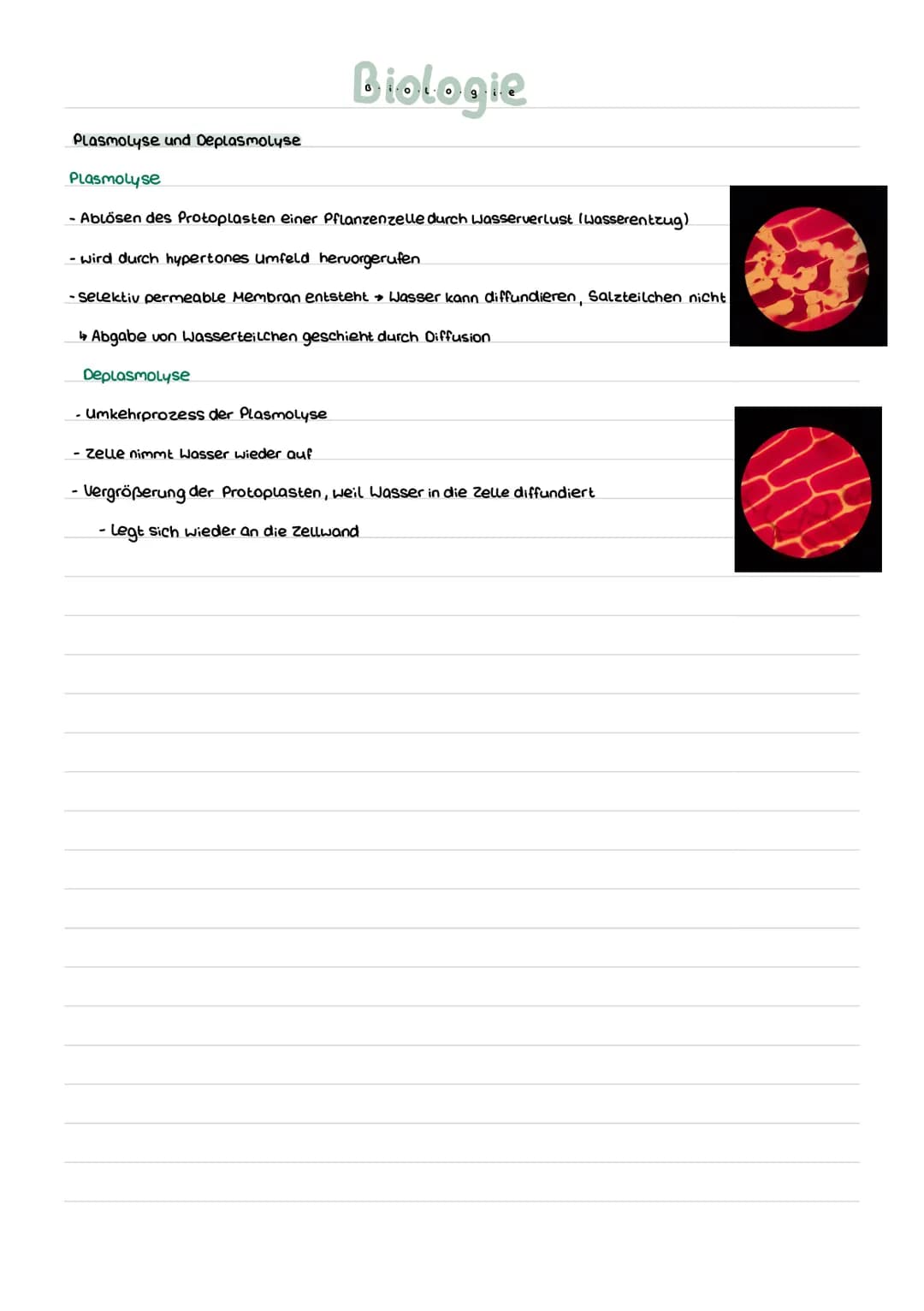 Fachbegriffe
hydrophil liebt Wasser, Fett abweisend
hydrophob Wasser abweisend, Liebl Fett
semi-permeabel = halb durchlässig, Membran lässt 