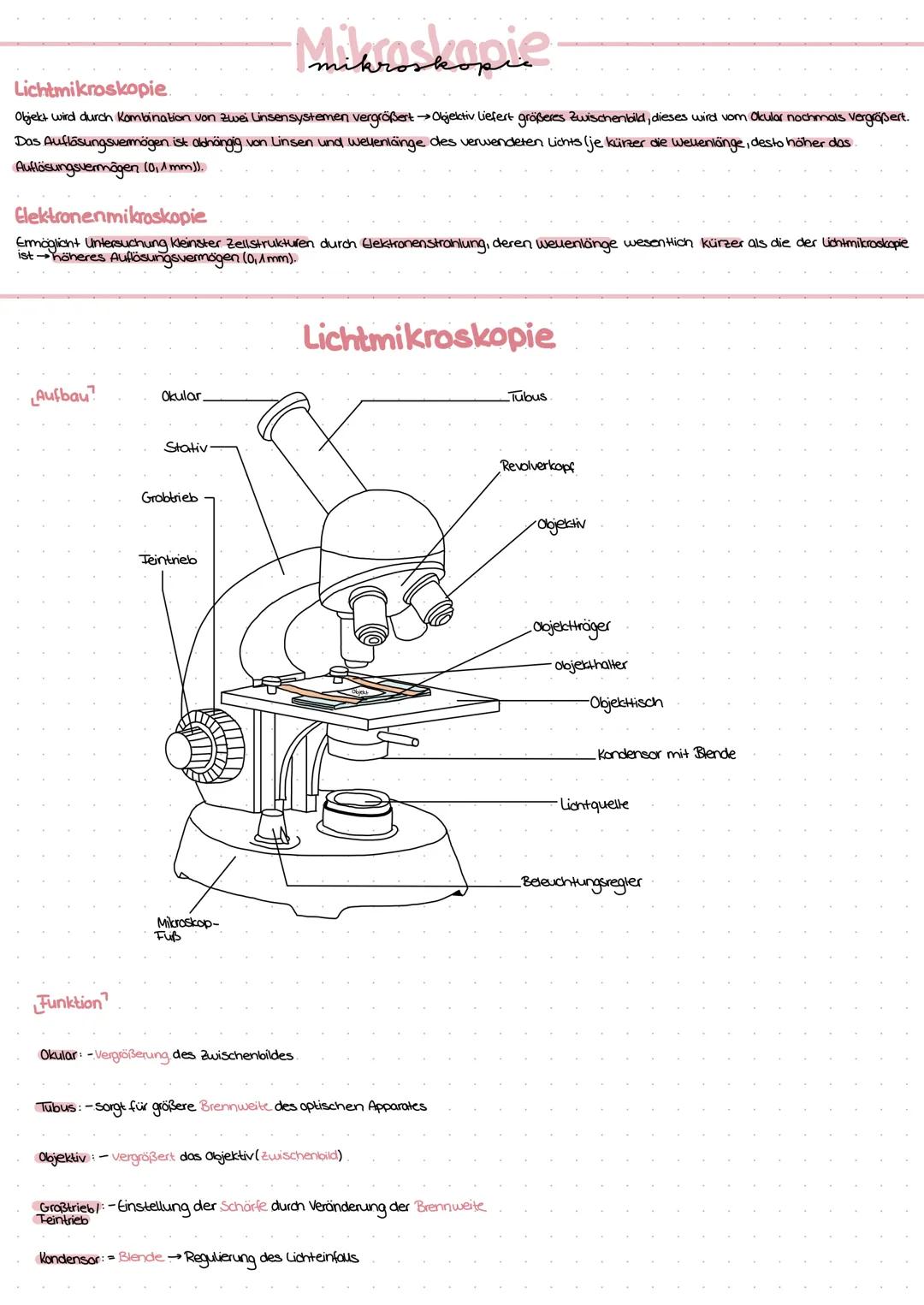 Lichtmikroskopie.
Objekt wird durch Kombination von zwei Linsensystemen vergrößert →Objektiv Liefert größeres Zwischenbild, dieses wird vom 