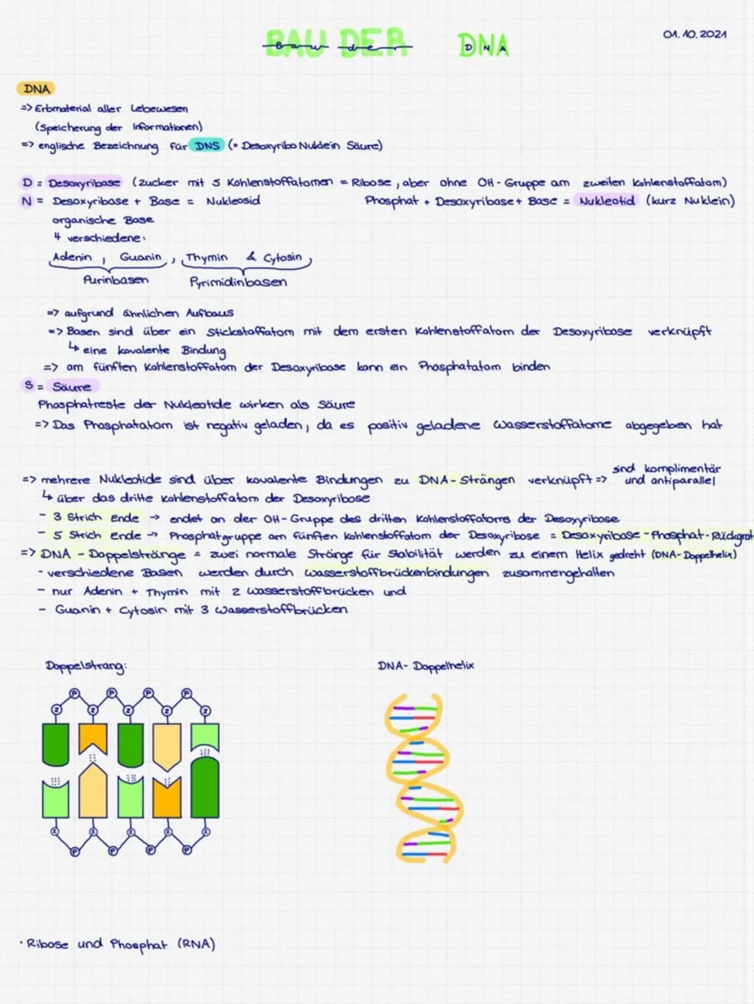 DNA
=> Erbmaterial aller Lebewesen
(Speicherung der Informationen)
=> englische Bezeichnung für DNS (Desoxyribo Nuldein Säure)
4 verschieden