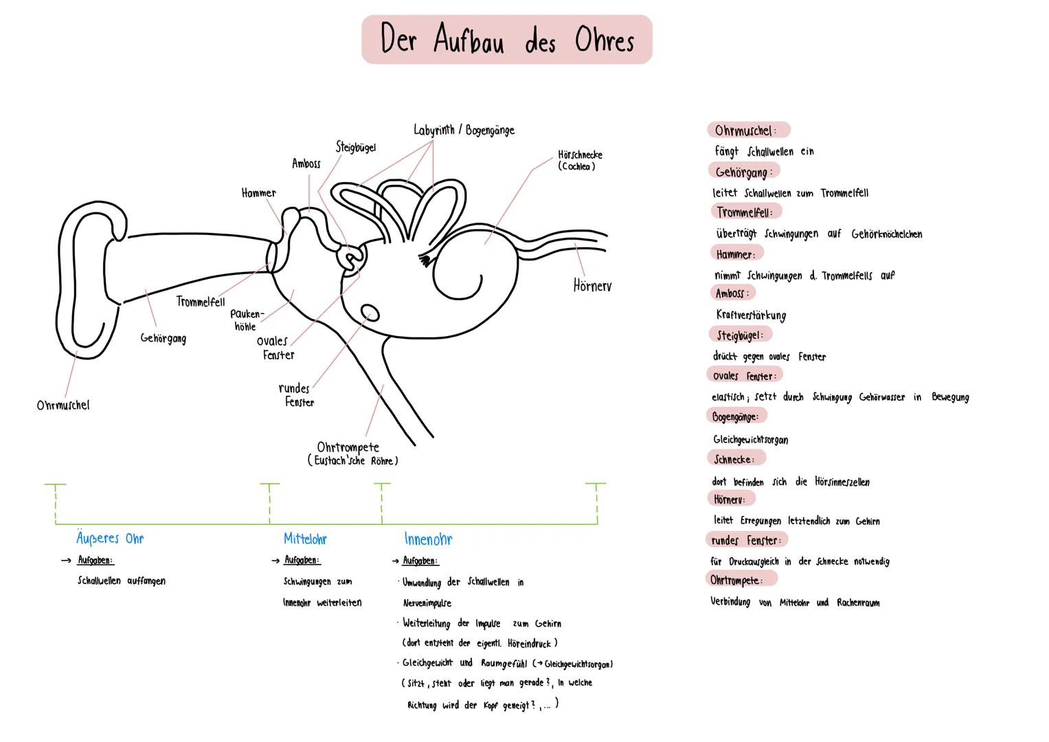 Ohrmuschel
Außeres Ohr
→ Aufgaben:
Gehörgang
Trommelfell
Schallwellen auffangen
Hammer
Pauken-
höhle
ovales
Amboss
Fenster
rundes
Fenster
Mi