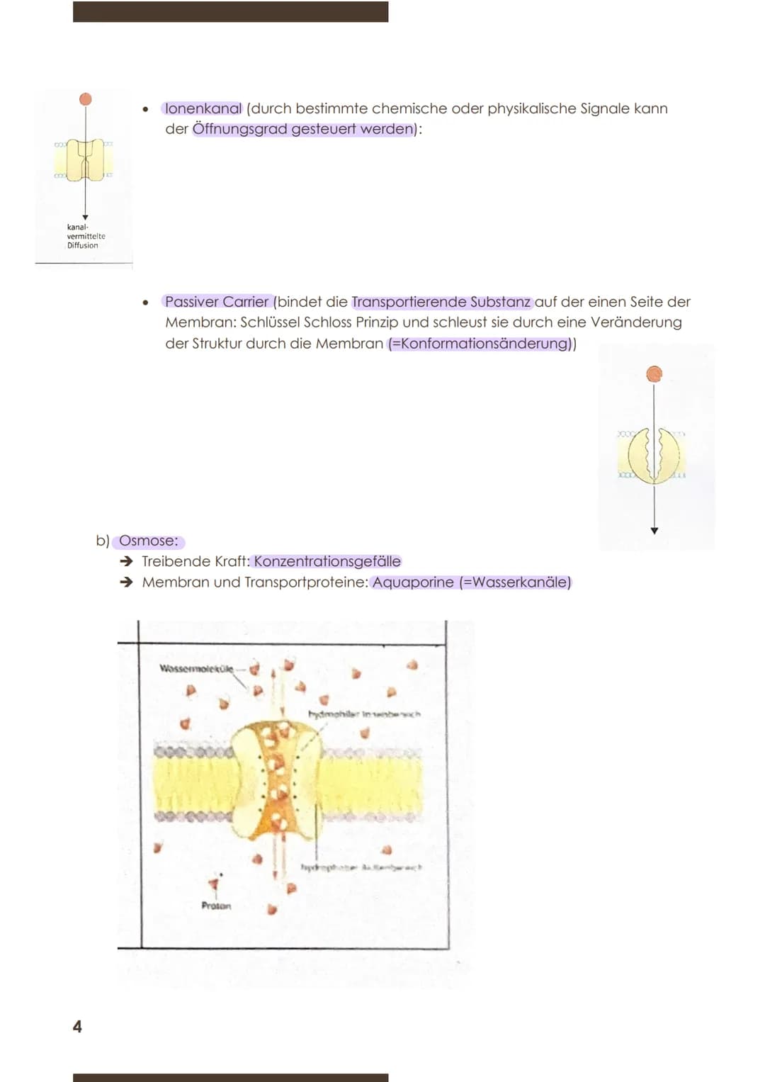  GW
BIOLOGIE
Marie Ontl
Von 14. Auf 17. September 2020
1) Strukturelle und energetische Grundlagen des Lebens
1. Cytologie (=Zelllehre)-Orga
