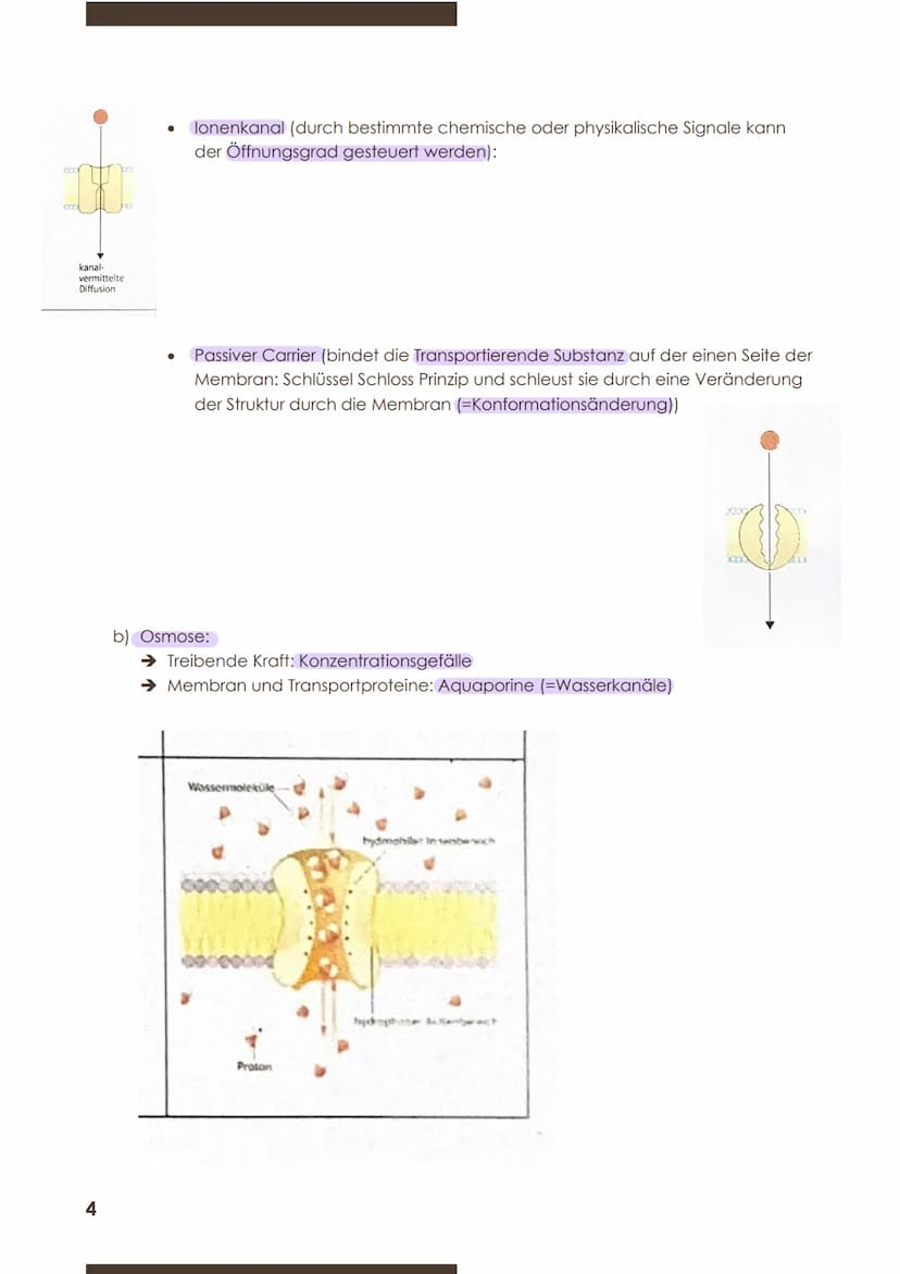  GW
BIOLOGIE
Marie Ontl
Von 14. Auf 17. September 2020
1) Strukturelle und energetische Grundlagen des Lebens
1. Cytologie (=Zelllehre)-Orga
