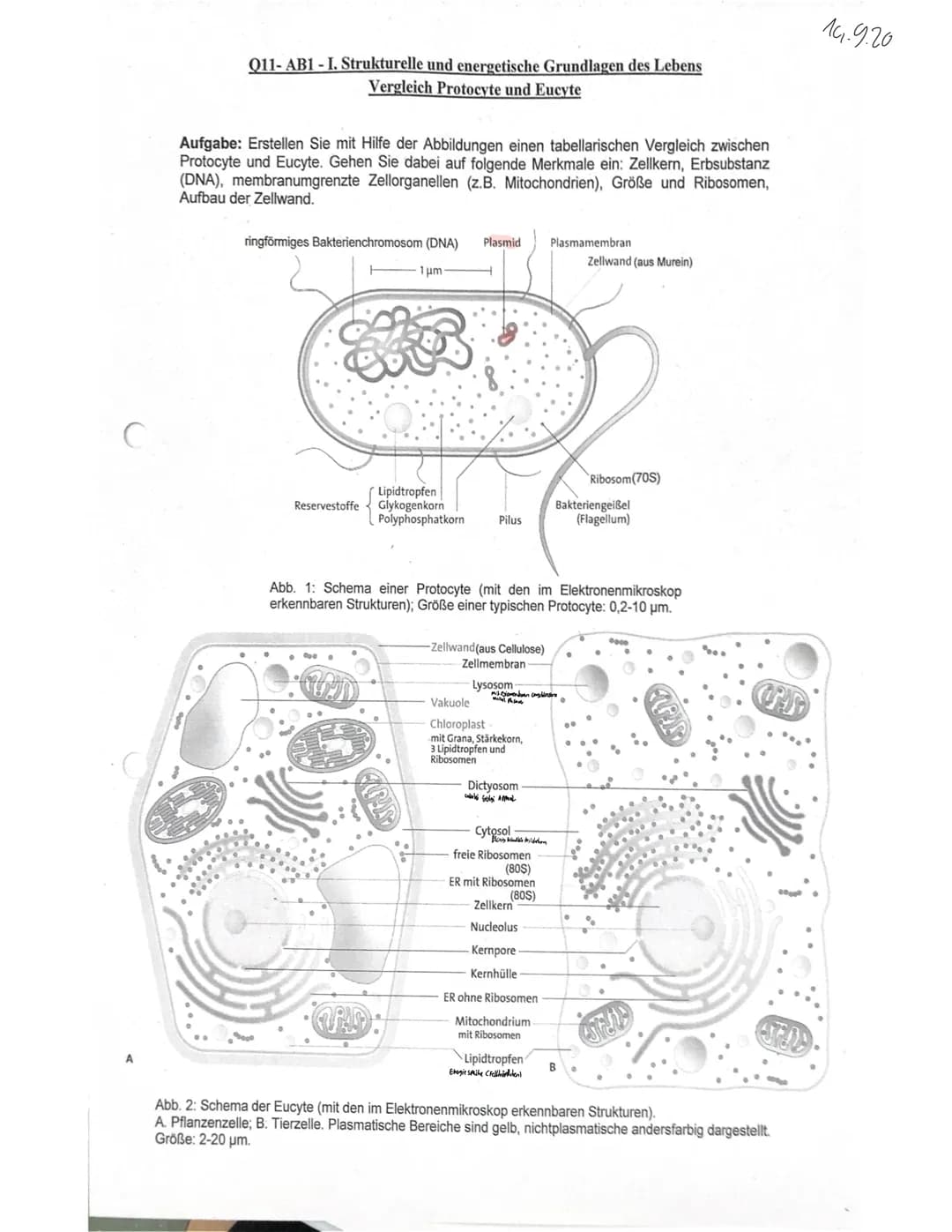  GW
BIOLOGIE
Marie Ontl
Von 14. Auf 17. September 2020
1) Strukturelle und energetische Grundlagen des Lebens
1. Cytologie (=Zelllehre)-Orga