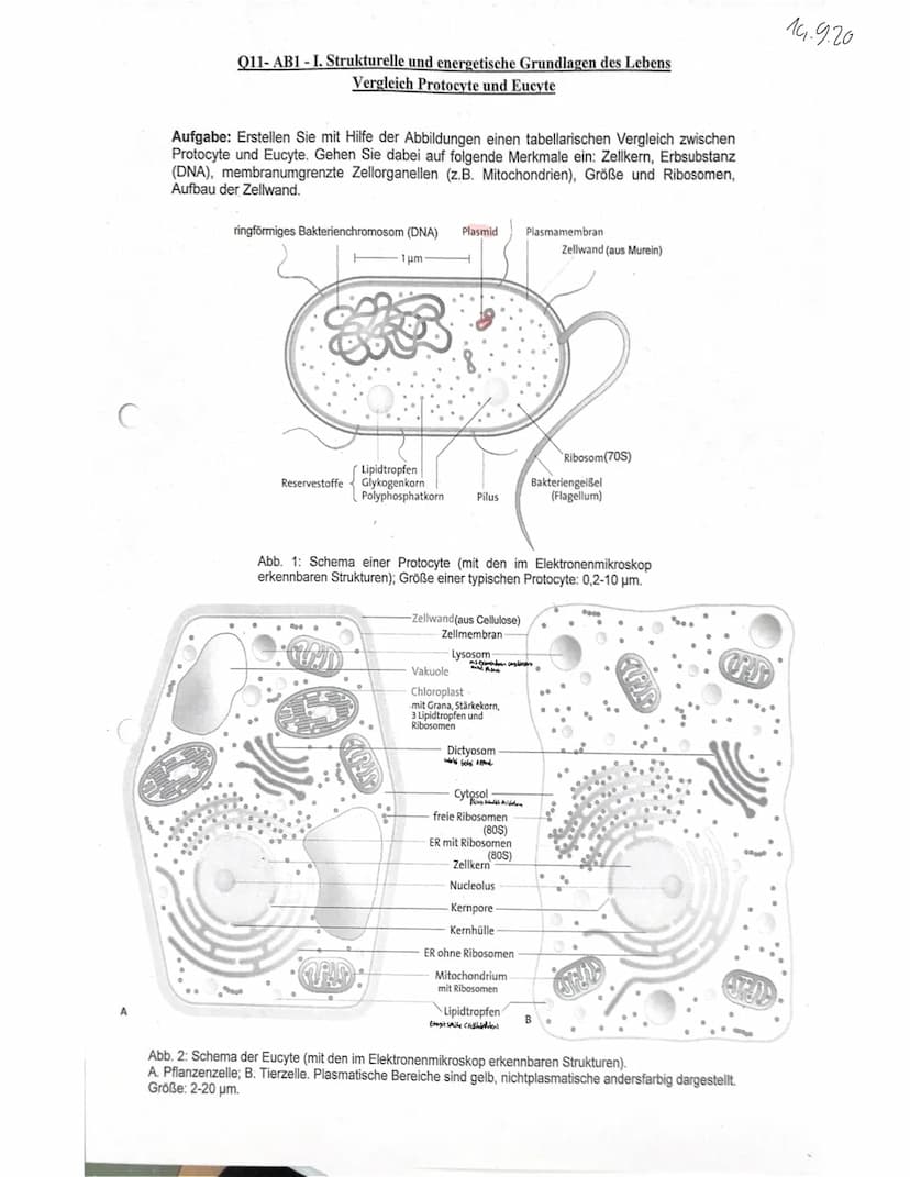  GW
BIOLOGIE
Marie Ontl
Von 14. Auf 17. September 2020
1) Strukturelle und energetische Grundlagen des Lebens
1. Cytologie (=Zelllehre)-Orga