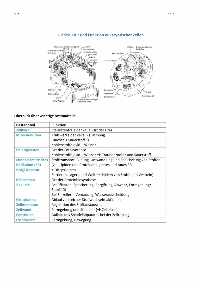  GW
BIOLOGIE
Marie Ontl
Von 14. Auf 17. September 2020
1) Strukturelle und energetische Grundlagen des Lebens
1. Cytologie (=Zelllehre)-Orga