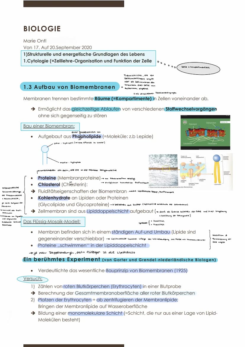  GW
BIOLOGIE
Marie Ontl
Von 14. Auf 17. September 2020
1) Strukturelle und energetische Grundlagen des Lebens
1. Cytologie (=Zelllehre)-Orga
