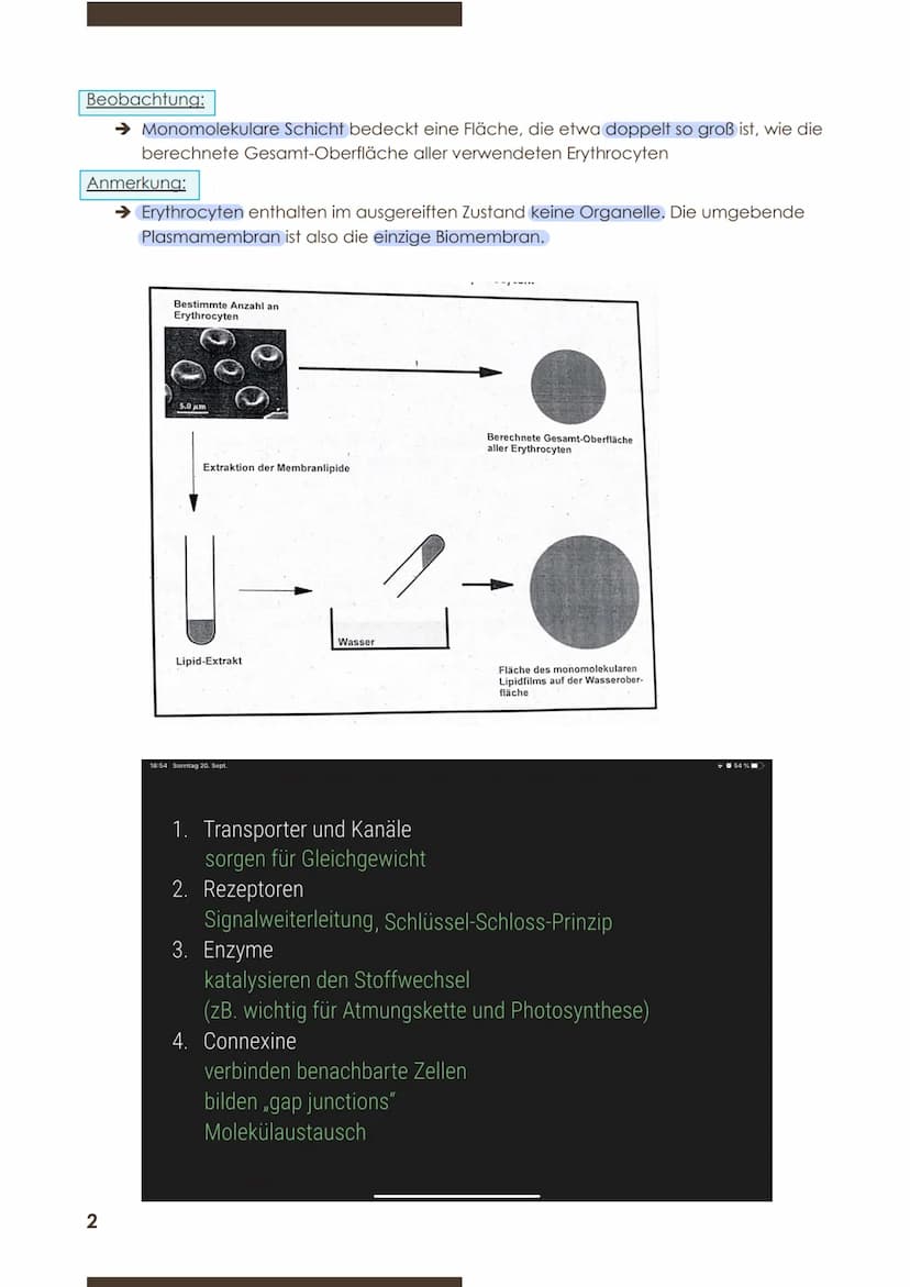  GW
BIOLOGIE
Marie Ontl
Von 14. Auf 17. September 2020
1) Strukturelle und energetische Grundlagen des Lebens
1. Cytologie (=Zelllehre)-Orga