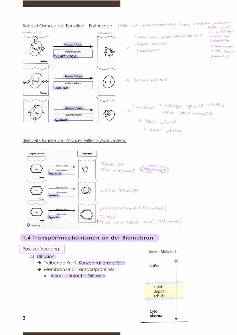  GW
BIOLOGIE
Marie Ontl
Von 14. Auf 17. September 2020
1) Strukturelle und energetische Grundlagen des Lebens
1. Cytologie (=Zelllehre)-Orga