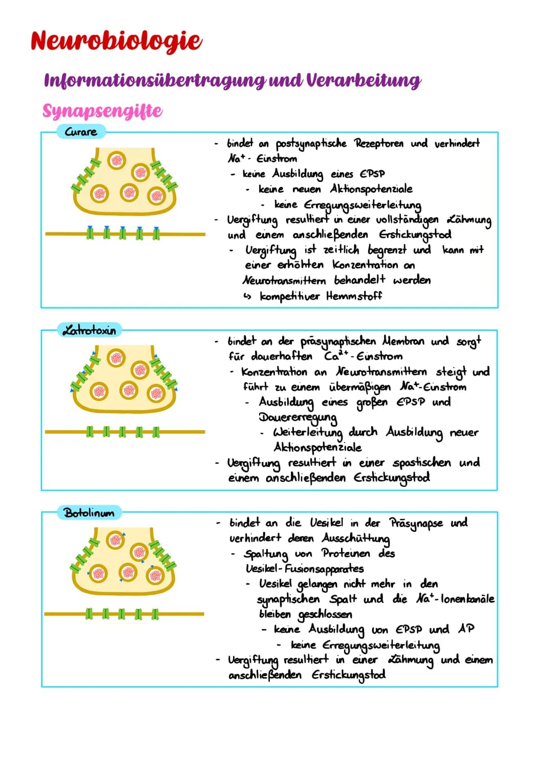 Neurobiologie
Informationsübertragung und Verarbeitung
Synapsengifte
Curare
Latrotoxin
Botolinum
H
H
bindet an
Na+ Einstrom
postsynaptische 
