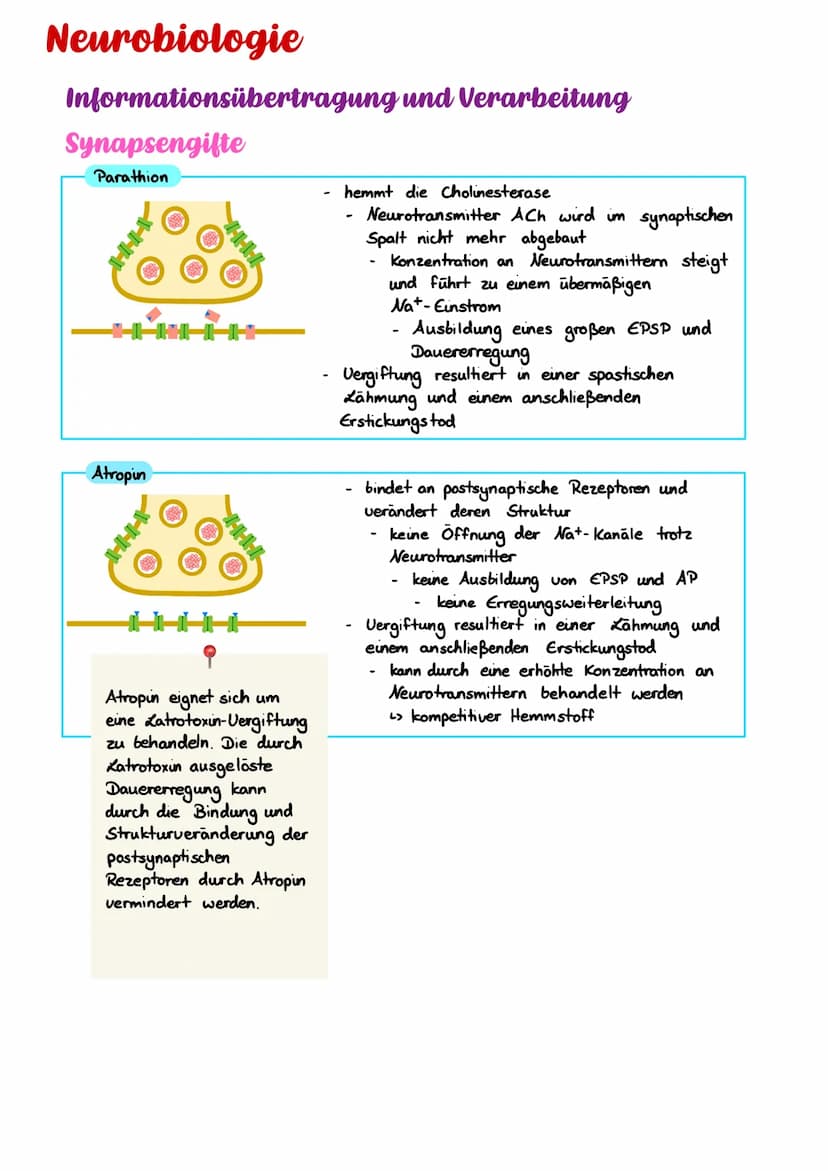 Neurobiologie
Informationsübertragung und Verarbeitung
Synapsengifte
Curare
Latrotoxin
Botolinum
H
H
bindet an
Na+ Einstrom
postsynaptische 