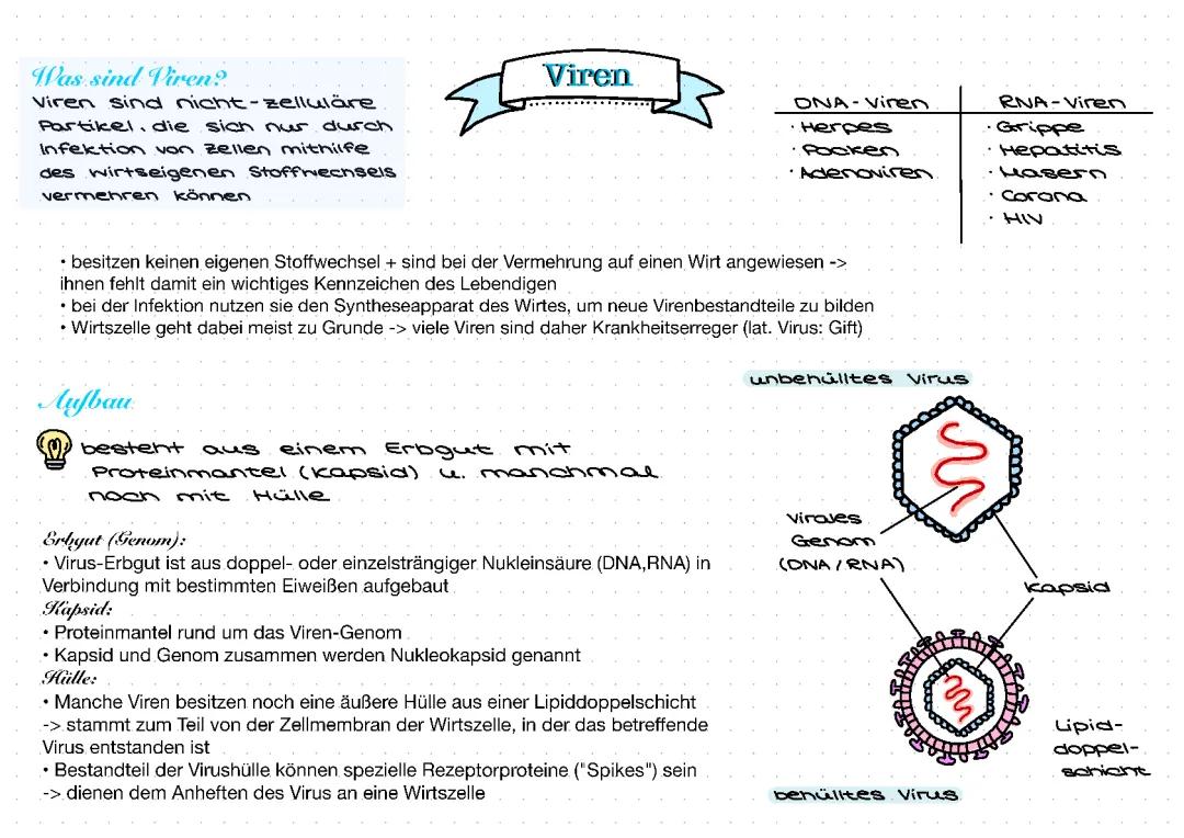 Viren und ihre Geheimnisse: Bestandteile, Lytischer Zyklus und Unterschiede zu DNA- und RNA-Viren