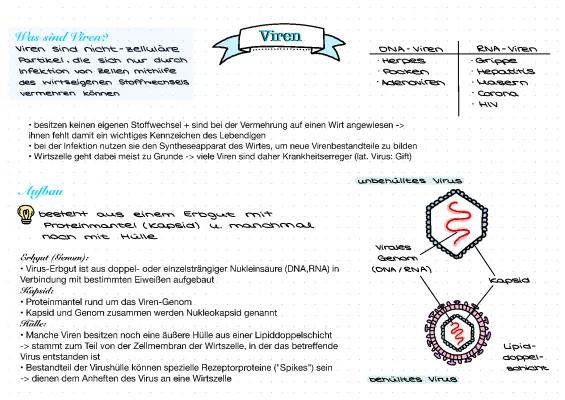 Vermehrung von Viren einfach erklärt: Aufbau und Eigenschaften von ...
