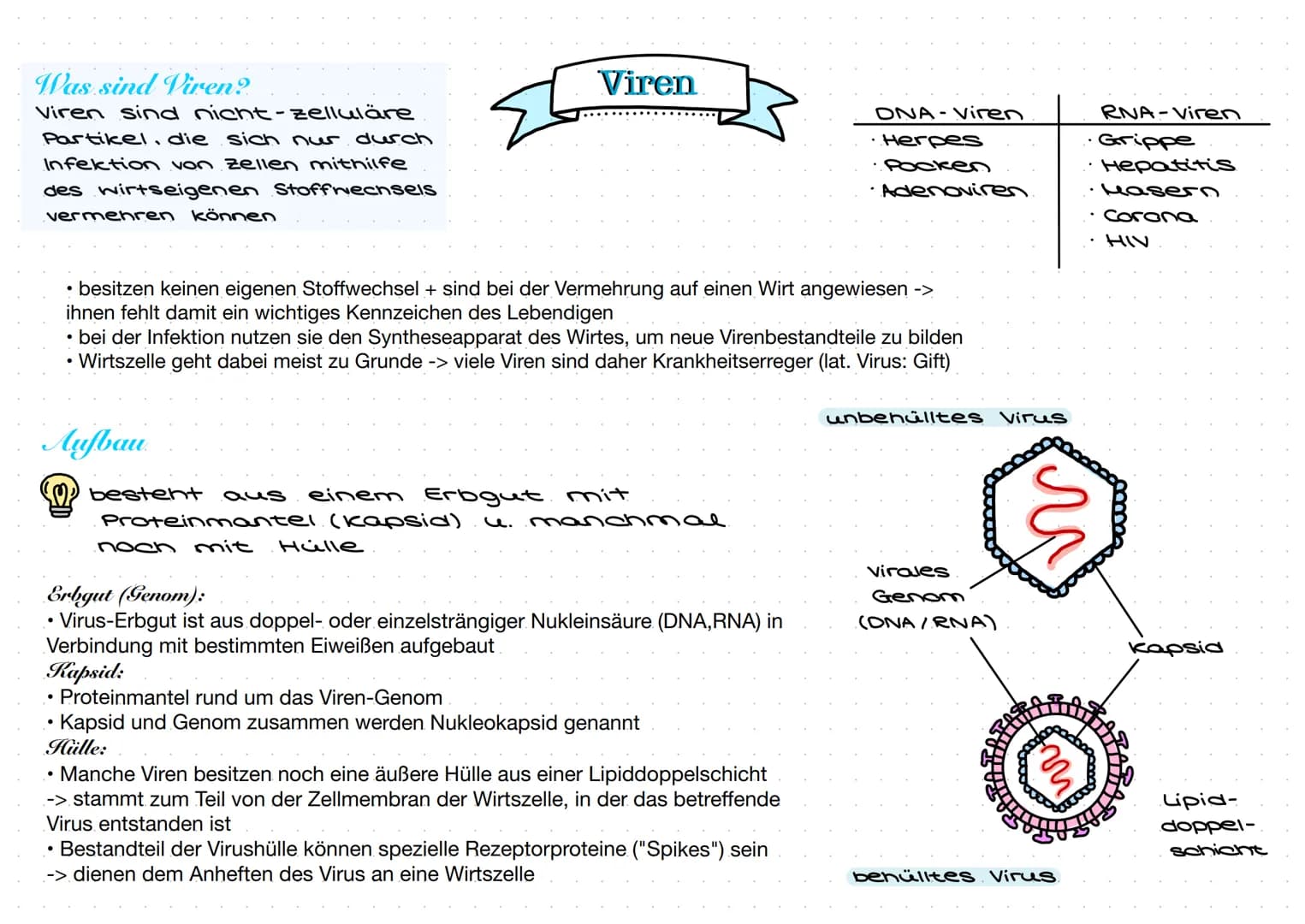 Was sind Viren?
Viren sind nicht-zelluläre
Partikel, die sich nur durch
Infektion von Zellen mithilfe
des wirtseigenen Stoffwechsels
vermehr