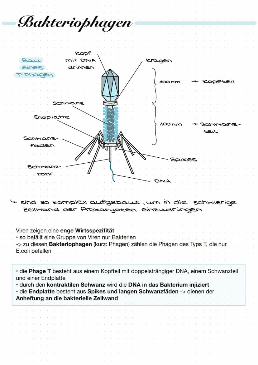 Was sind Viren?
Viren sind nicht-zelluläre
Partikel, die sich nur durch
Infektion von Zellen mithilfe
des wirtseigenen Stoffwechsels
vermehr