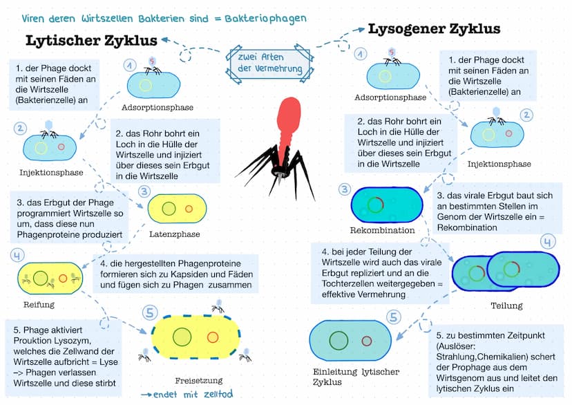 Was sind Viren?
Viren sind nicht-zelluläre
Partikel, die sich nur durch
Infektion von Zellen mithilfe
des wirtseigenen Stoffwechsels
vermehr