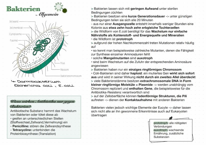 Was sind Viren?
Viren sind nicht-zelluläre
Partikel, die sich nur durch
Infektion von Zellen mithilfe
des wirtseigenen Stoffwechsels
vermehr