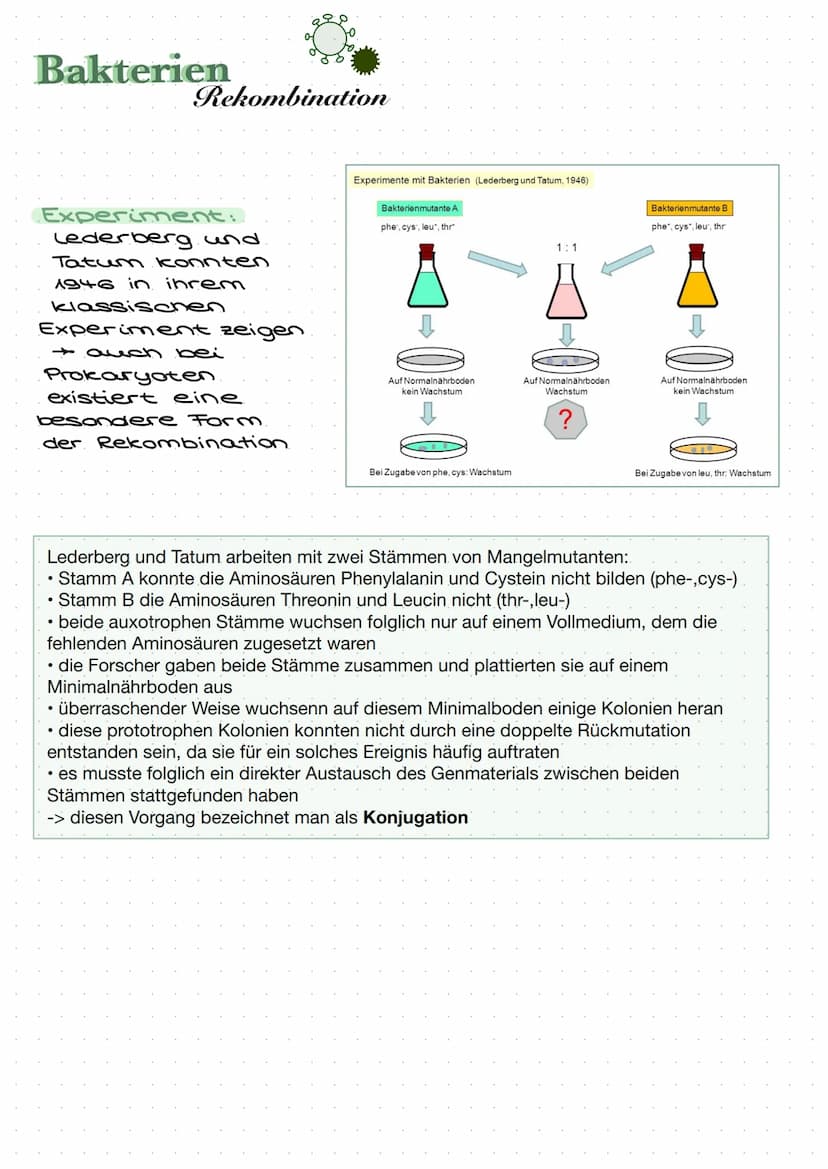 Was sind Viren?
Viren sind nicht-zelluläre
Partikel, die sich nur durch
Infektion von Zellen mithilfe
des wirtseigenen Stoffwechsels
vermehr