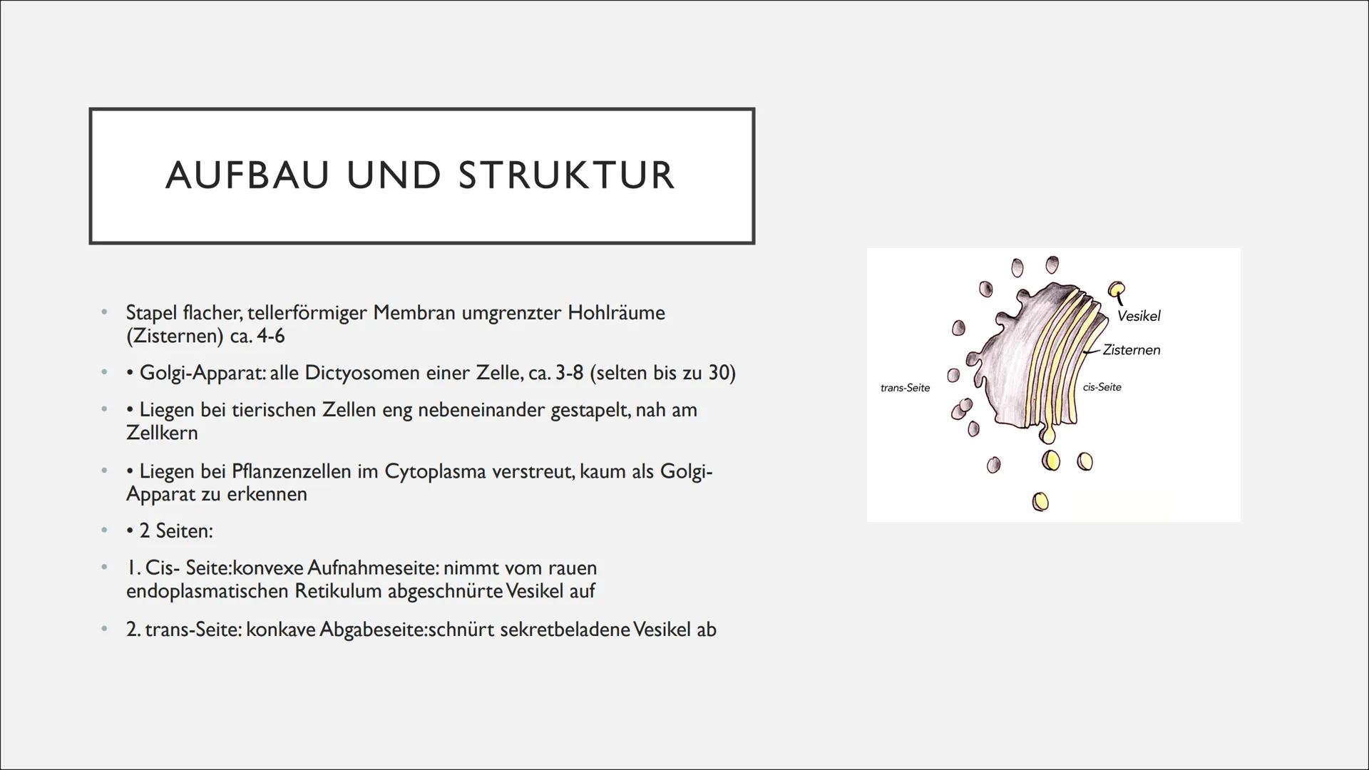 Gol
DICTYOSOM
UND GOLGI-
APPARAT
von Michelle, Angelina und Robin
NA ●
●
●
INHALTSVERZEICHNIS
Entdeckung
Aufbau und Struktur
Funktion
Was mu