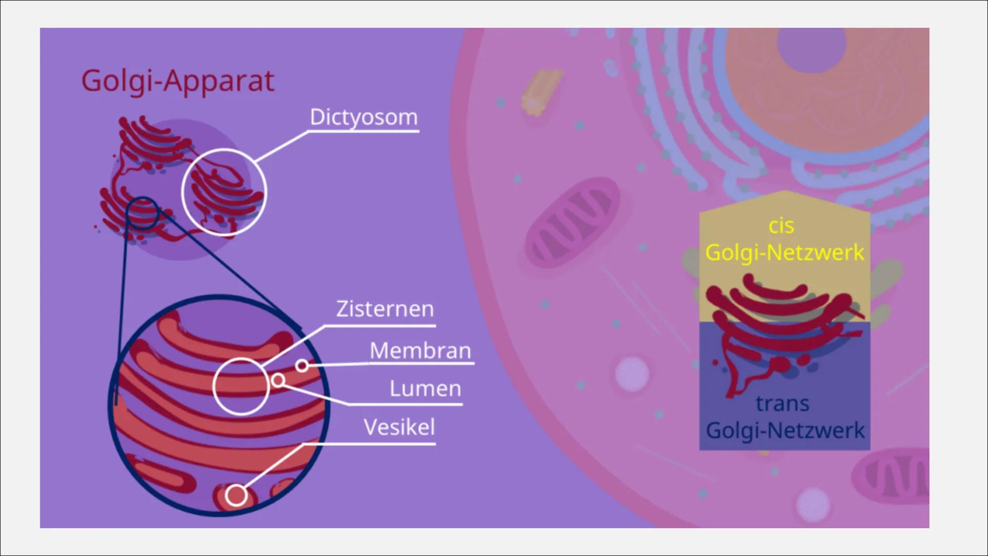 Gol
DICTYOSOM
UND GOLGI-
APPARAT
von Michelle, Angelina und Robin
NA ●
●
●
INHALTSVERZEICHNIS
Entdeckung
Aufbau und Struktur
Funktion
Was mu