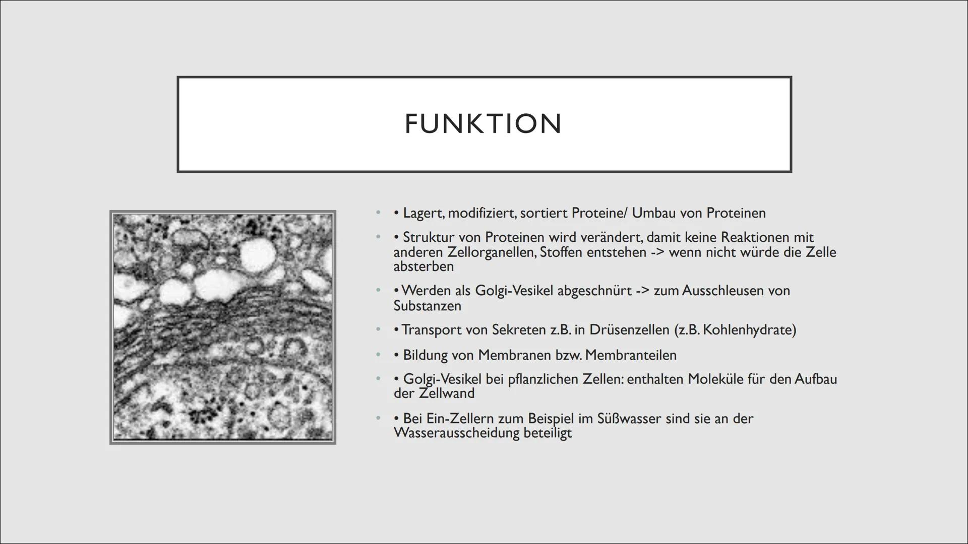 Gol
DICTYOSOM
UND GOLGI-
APPARAT
von Michelle, Angelina und Robin
NA ●
●
●
INHALTSVERZEICHNIS
Entdeckung
Aufbau und Struktur
Funktion
Was mu
