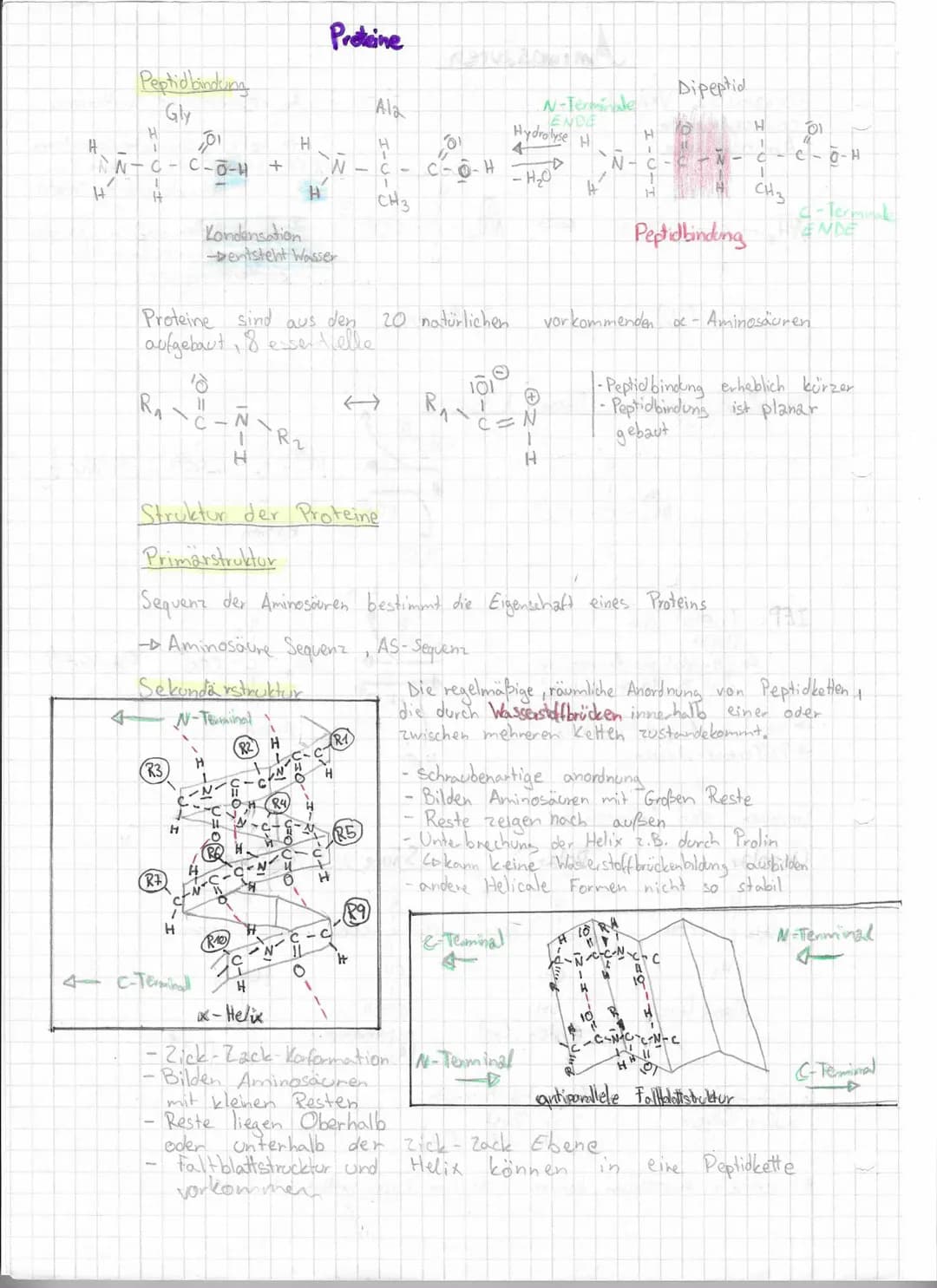 A
NN-C-C-0-4
1
H
H
Peptid bindung
Gly
101
H
1
4
R₁
(R3)
(R7)
Proteine sind aus den
aufgebaut, 8 esserelle
H
=
H
C-
Kondensation
-Dentsteht W